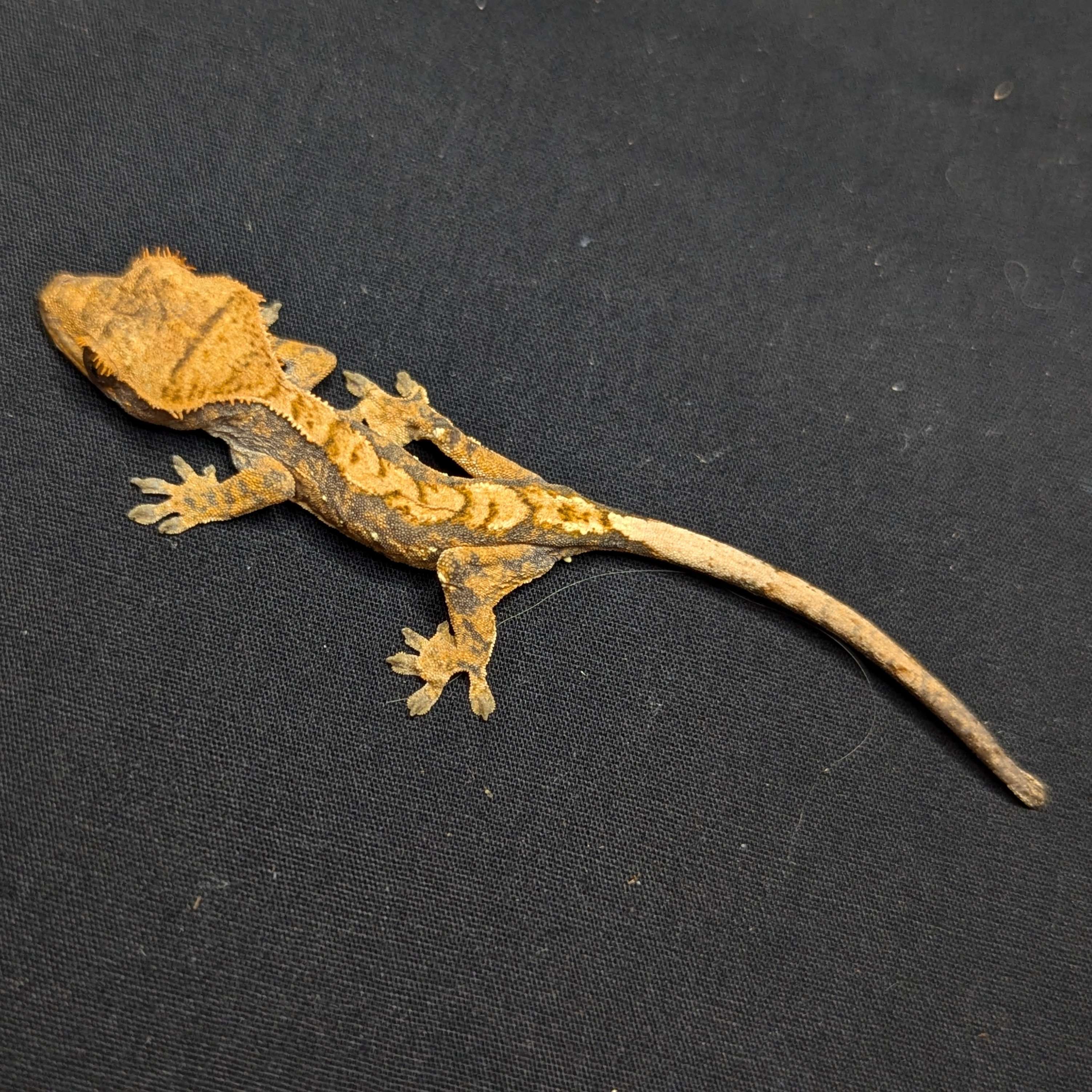 Juvenile Harlequin Crested Gecko "Tiko"