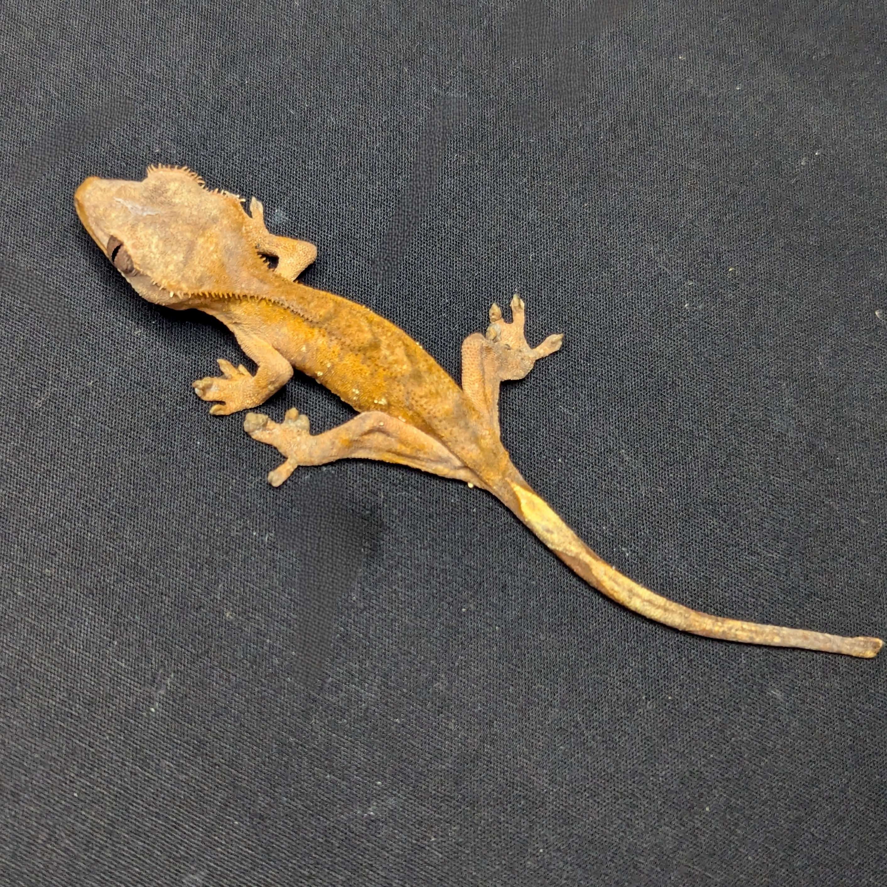 Juvenile Phantom Crested Gecko "Yams"