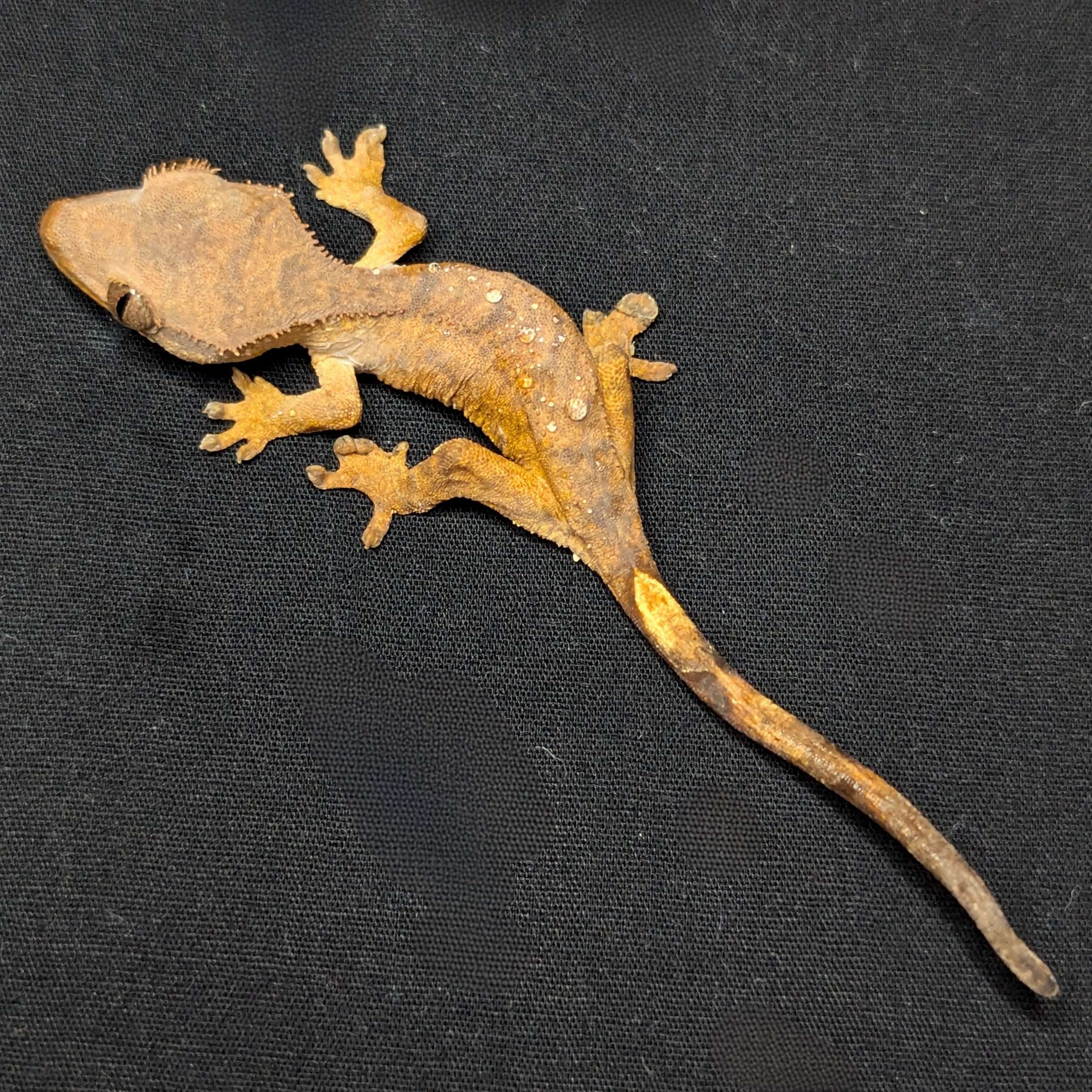 Juvenile Phantom Crested Gecko "Carolina"