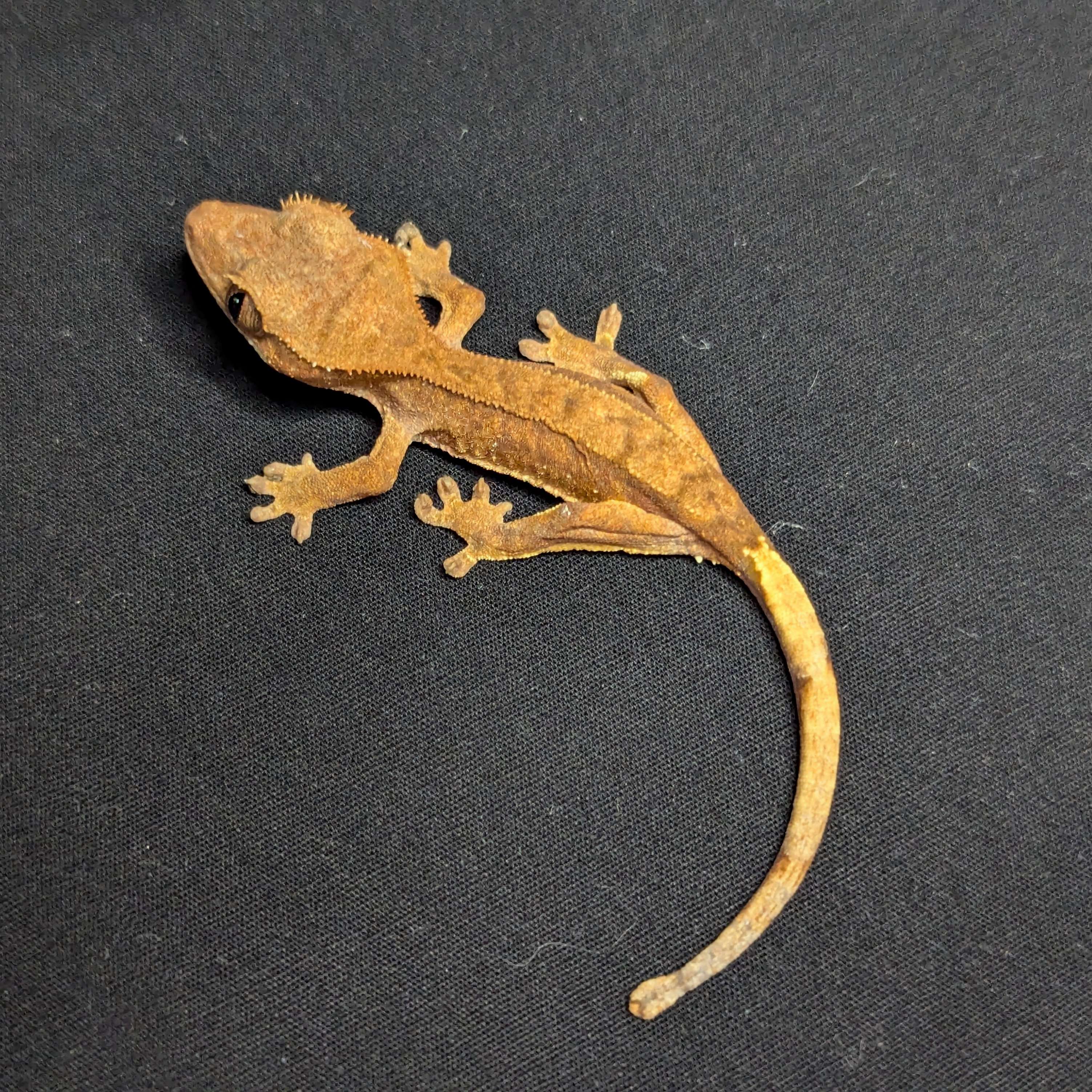 Juvenile Harlequin Crested Gecko "Cayenne"