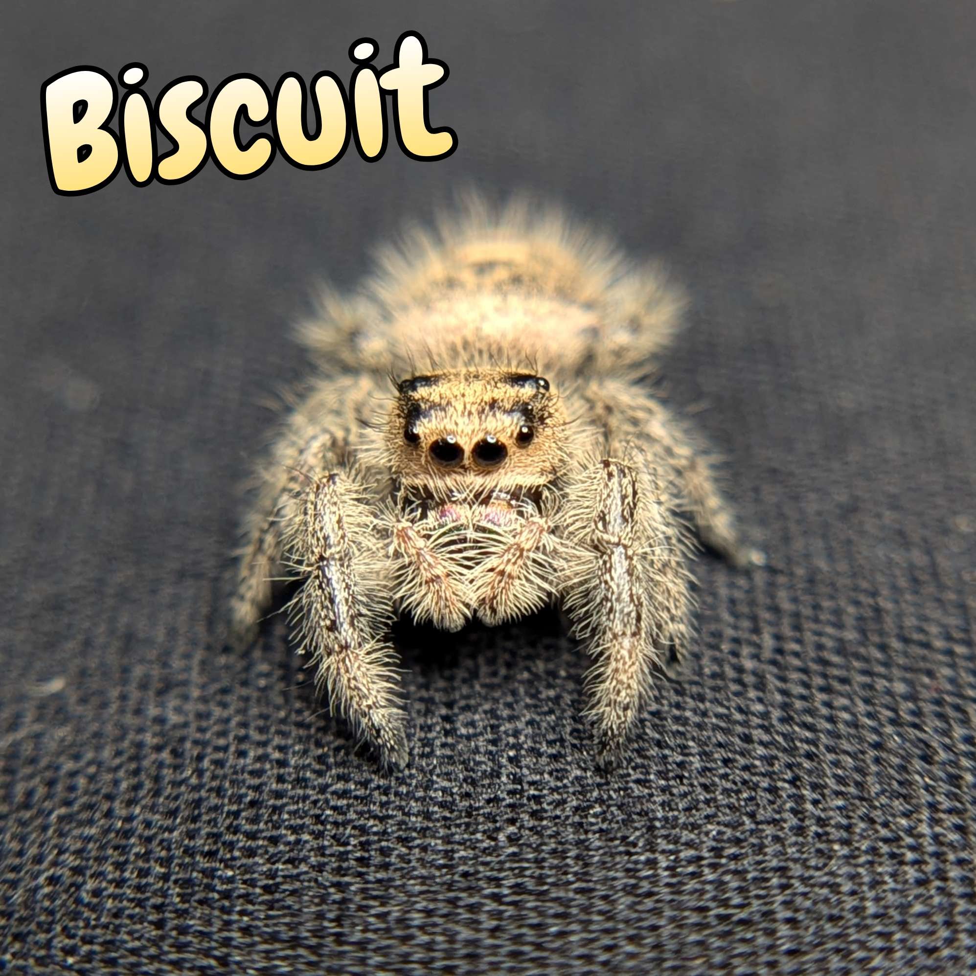 Jumping spider for sale, front view