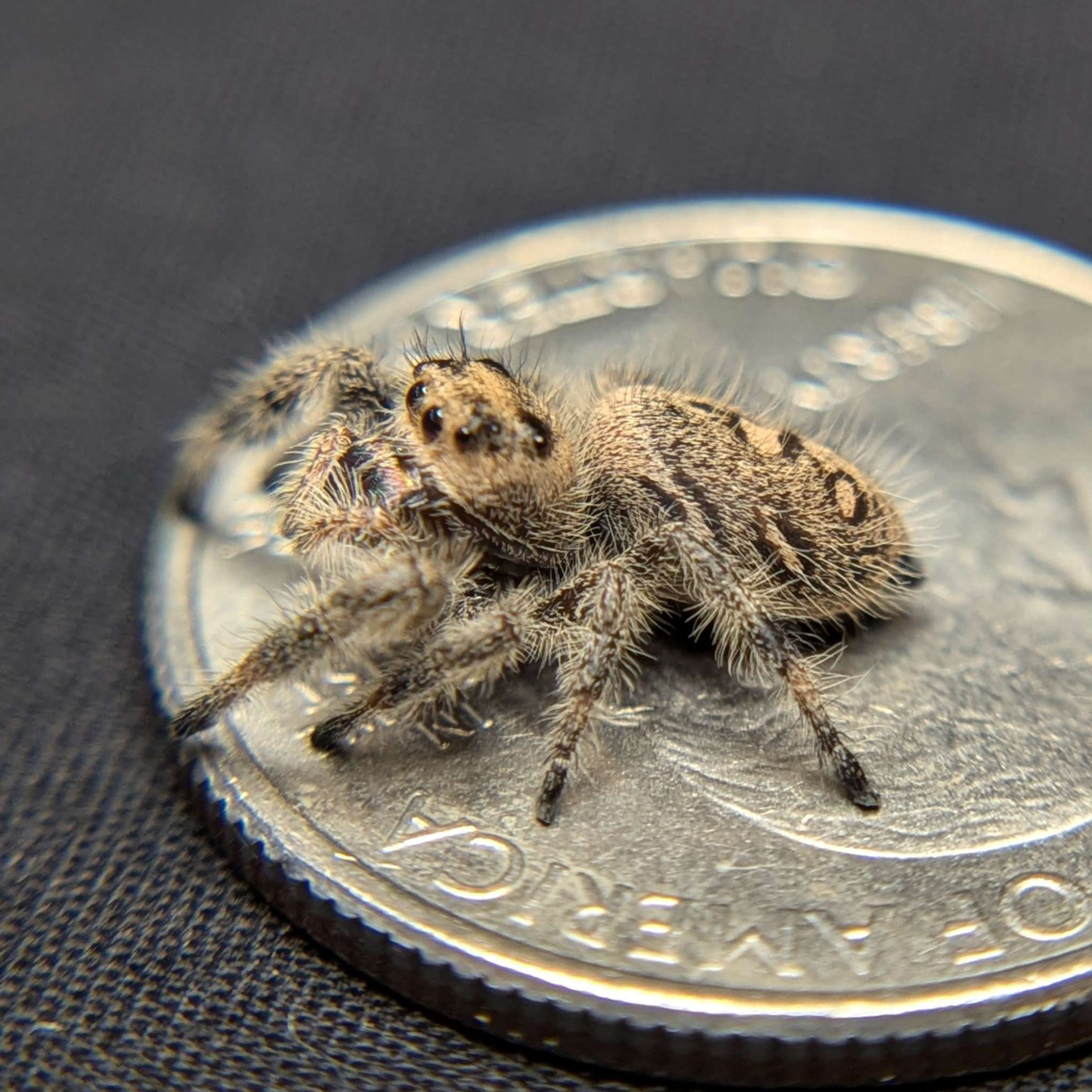 Jumping spider for sale, back view