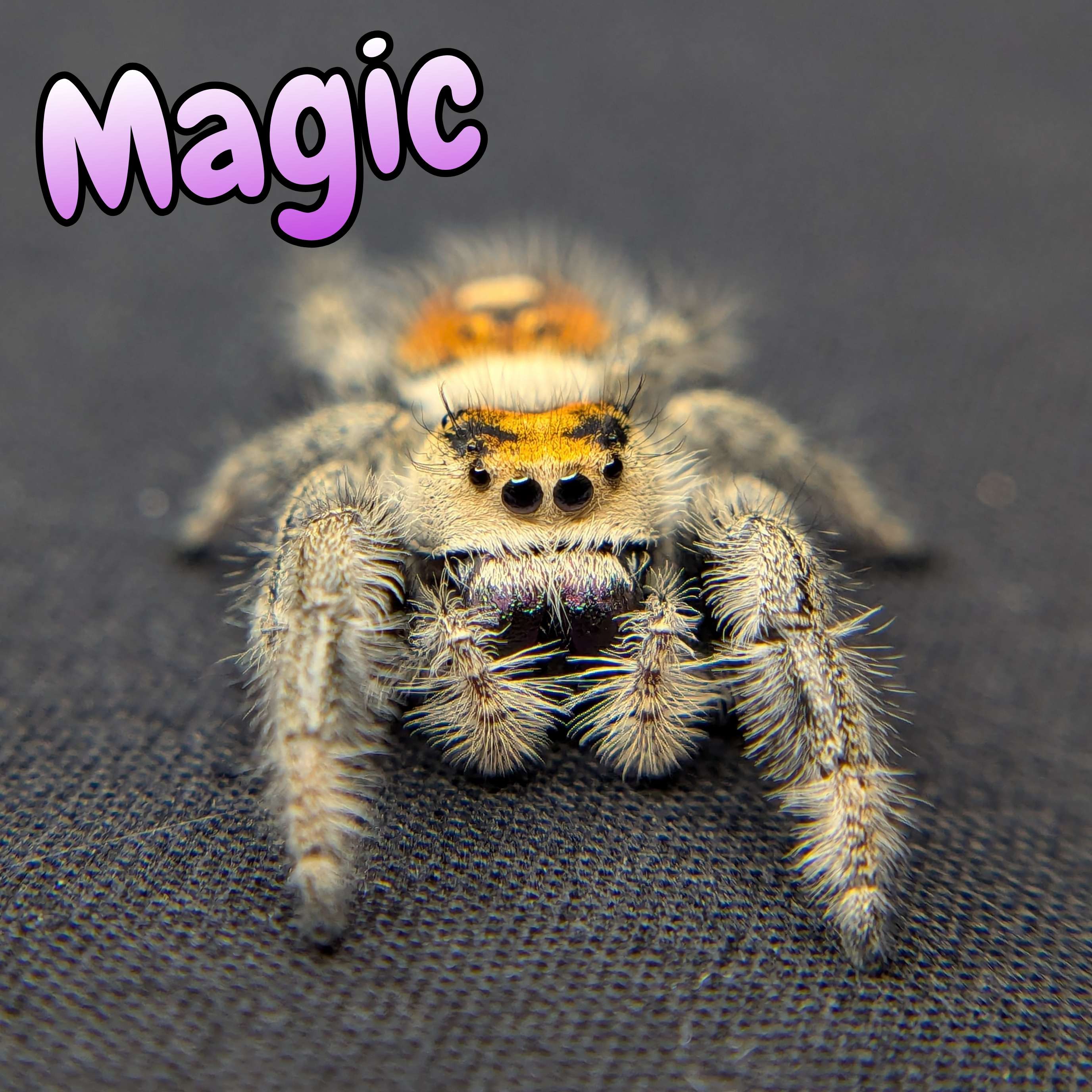 jumping spider for sale