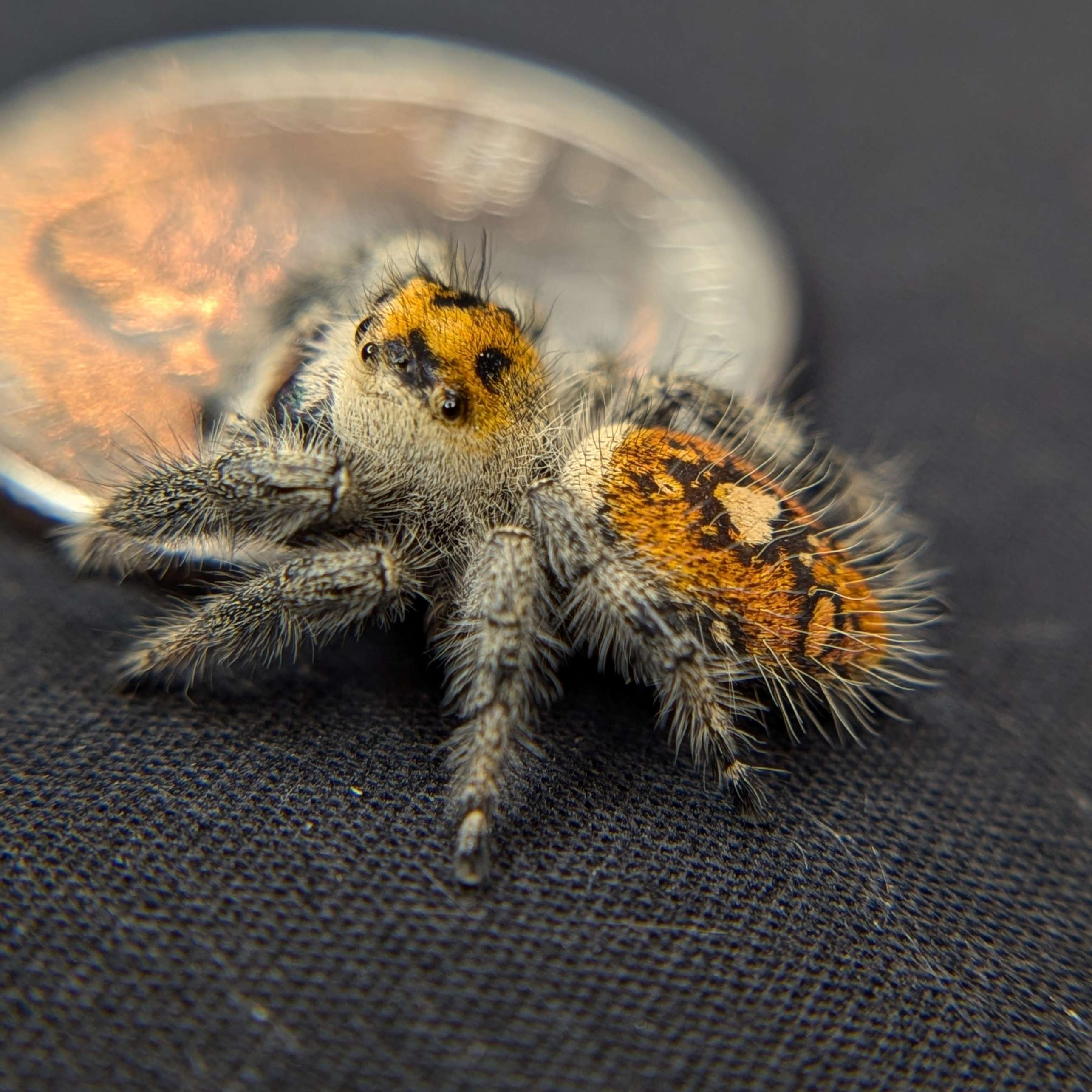 back photo, jumping spider for sale