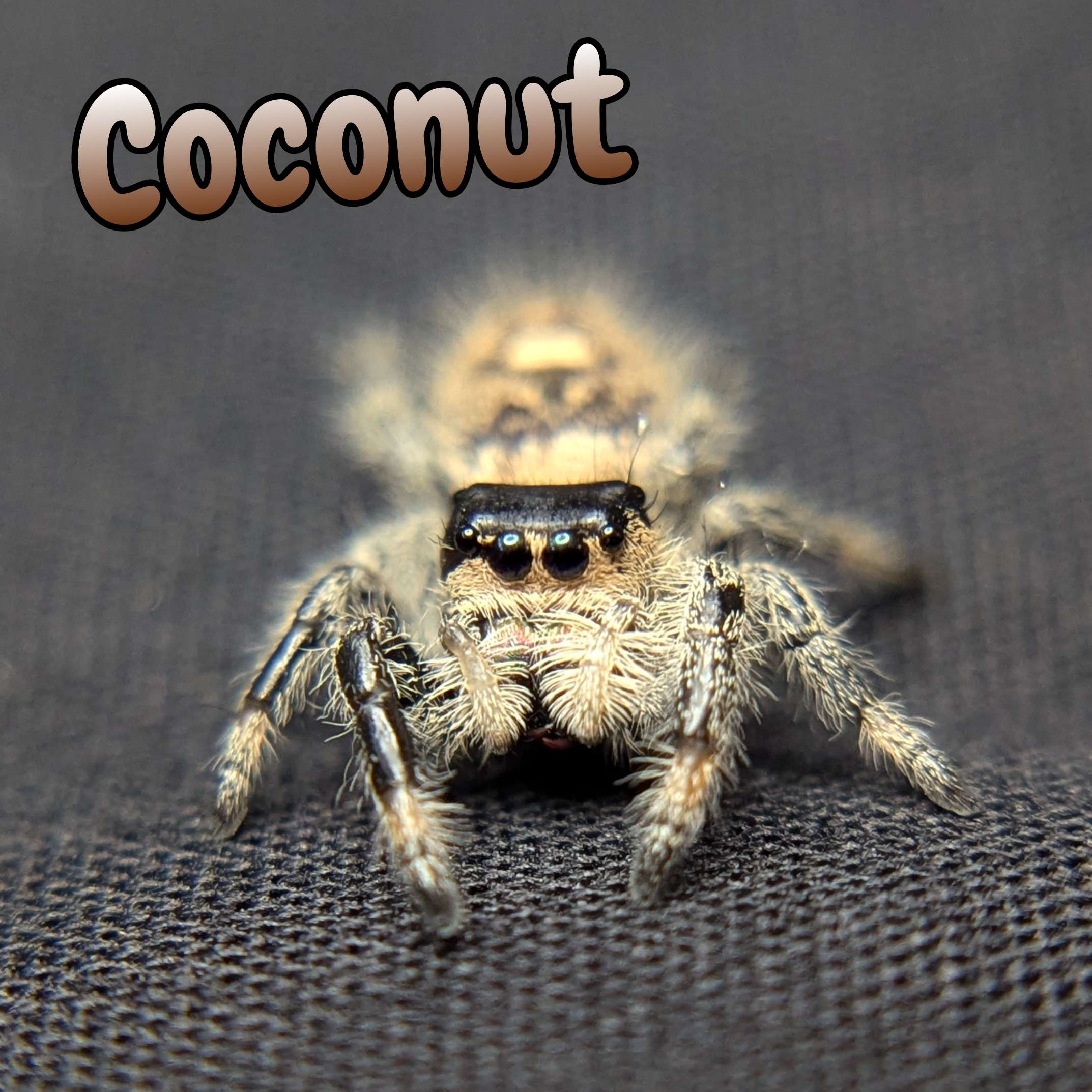 Jumping Spiders for sale, Front view