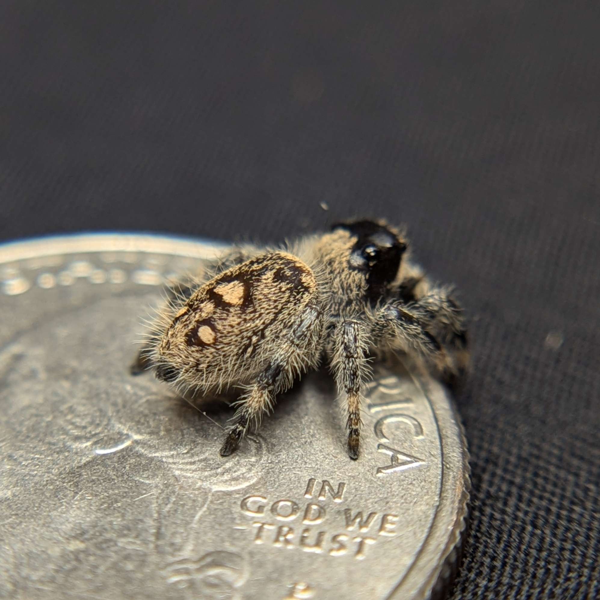 Jumping spider for sale, Back view