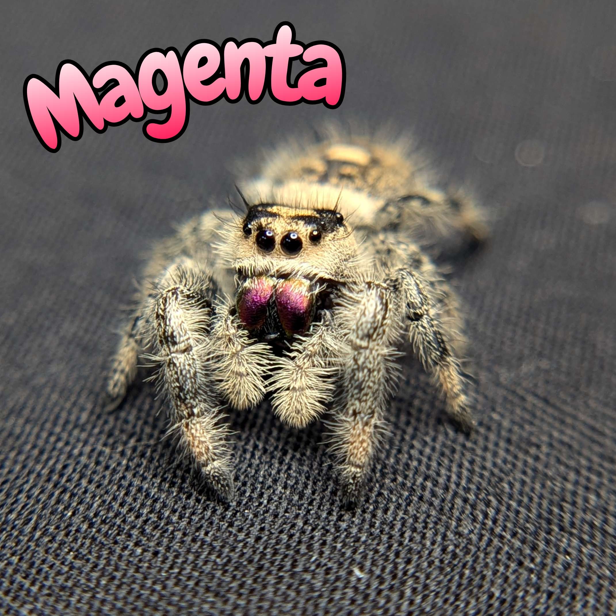 Jumping spider for sale, front view