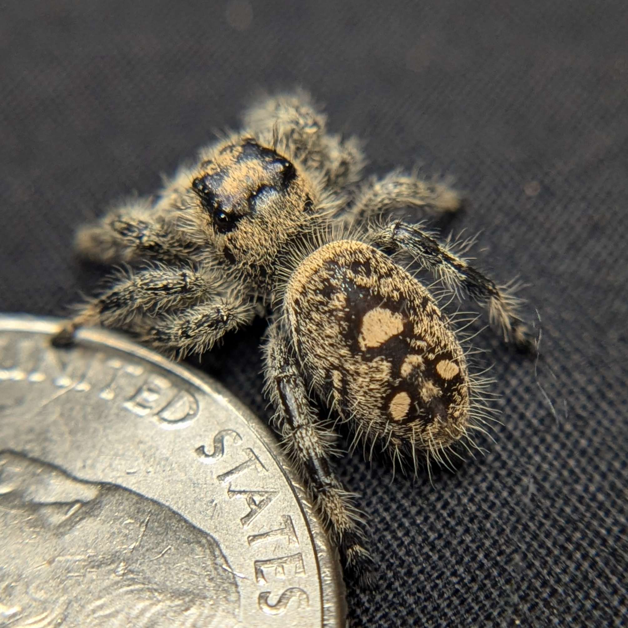 Jumping spider for sale, back view