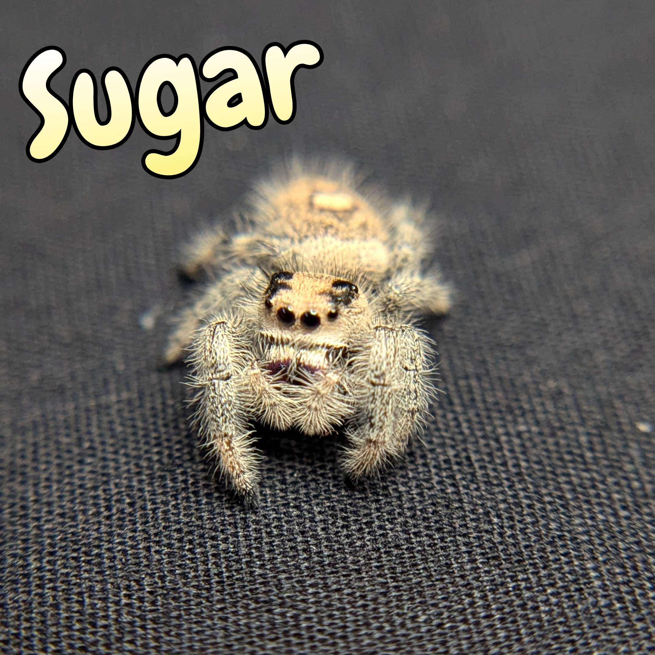 Jumping spider for sale, front view