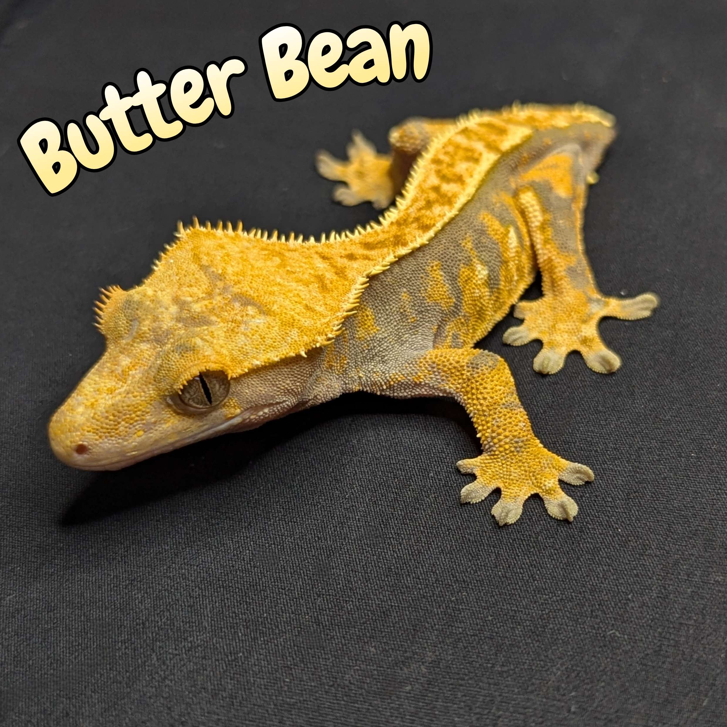 Crested Gecko for Sale Front view