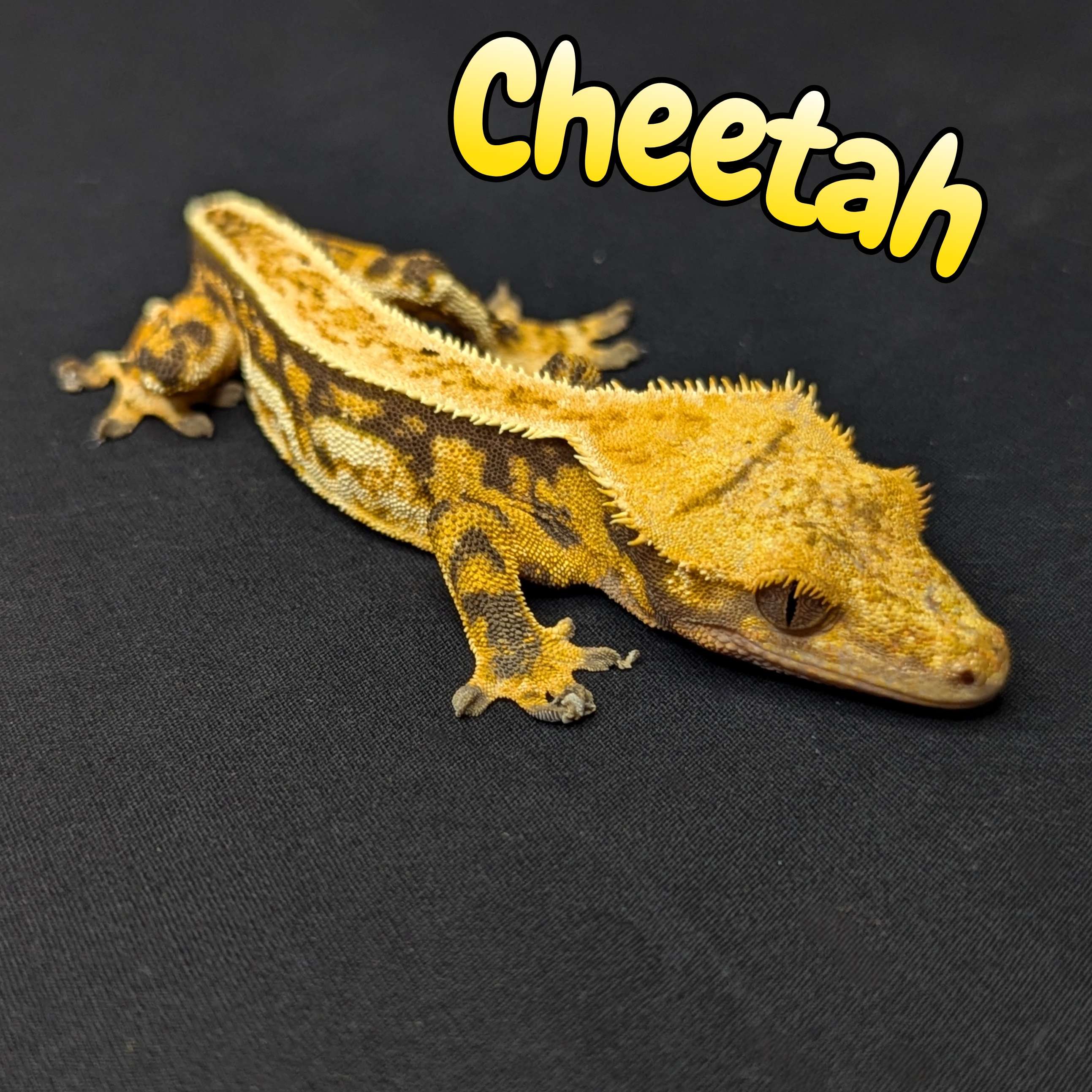 Crested Gecko for sale, front view