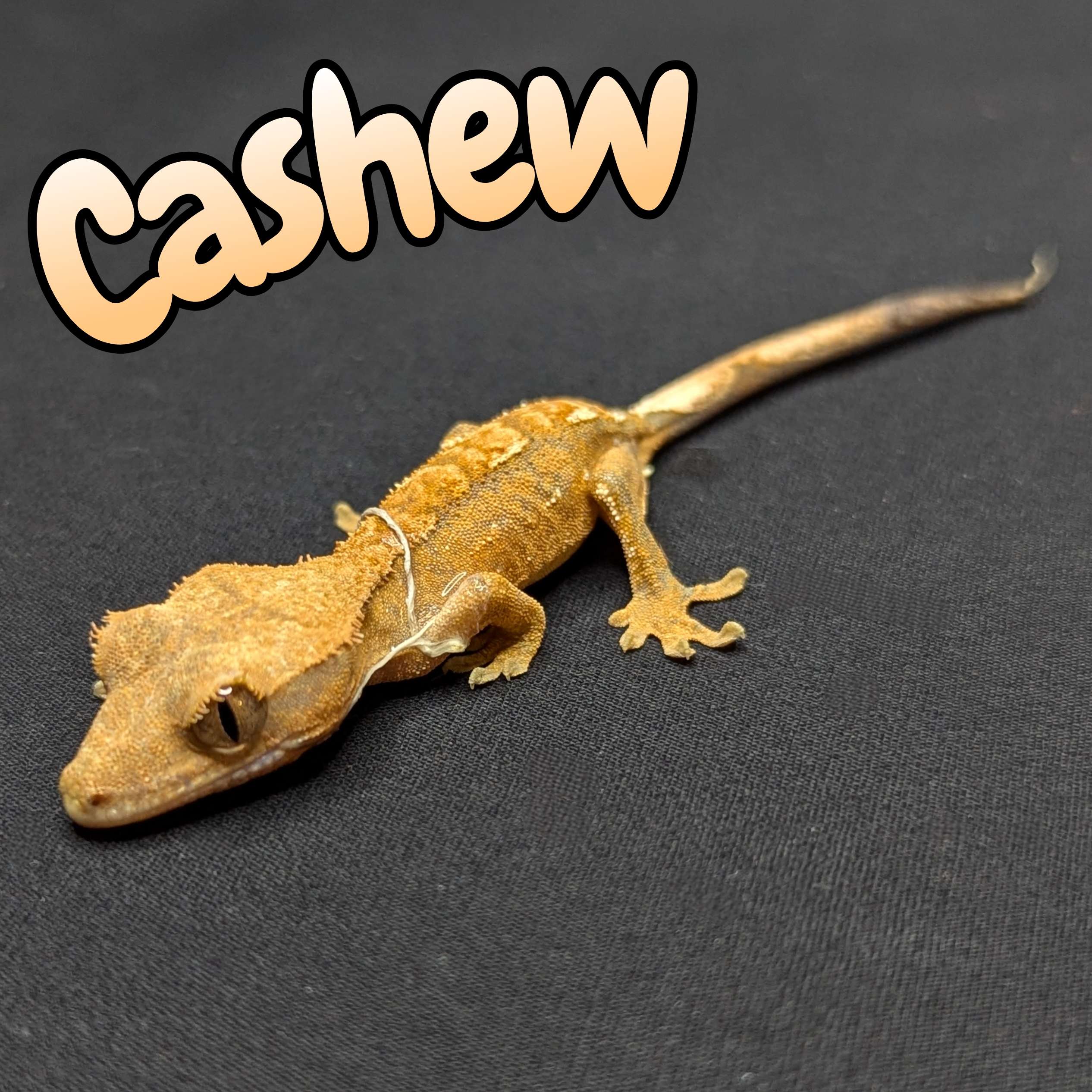 Crested Gecko for Sale, front view