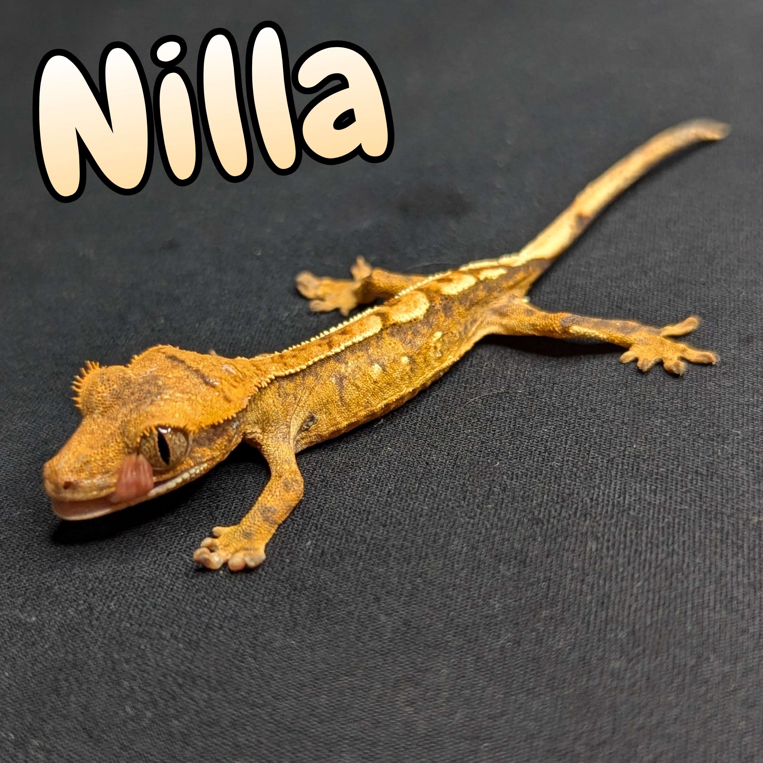 Crested Gecko for sale, front view