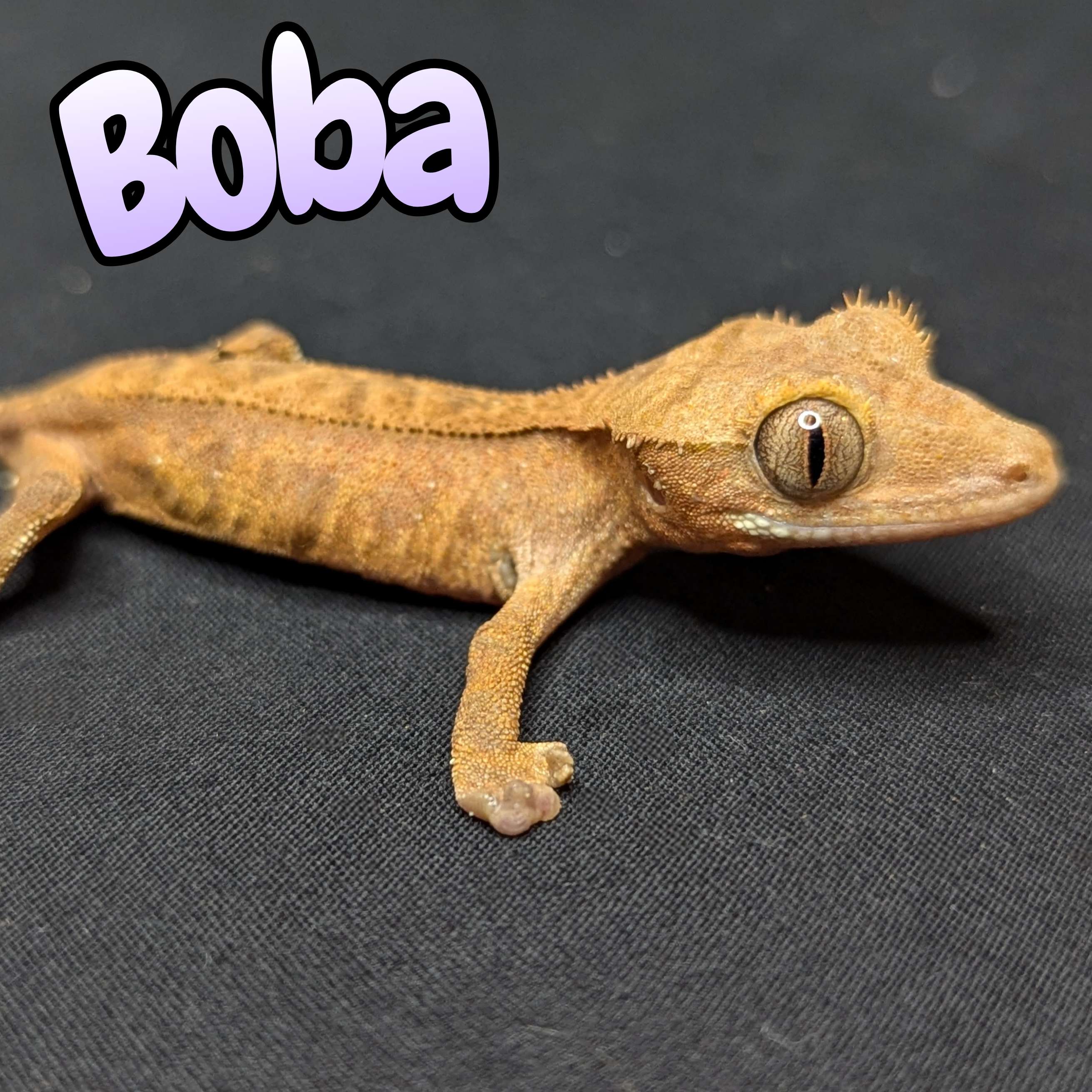 Crested Gecko for sale, front view