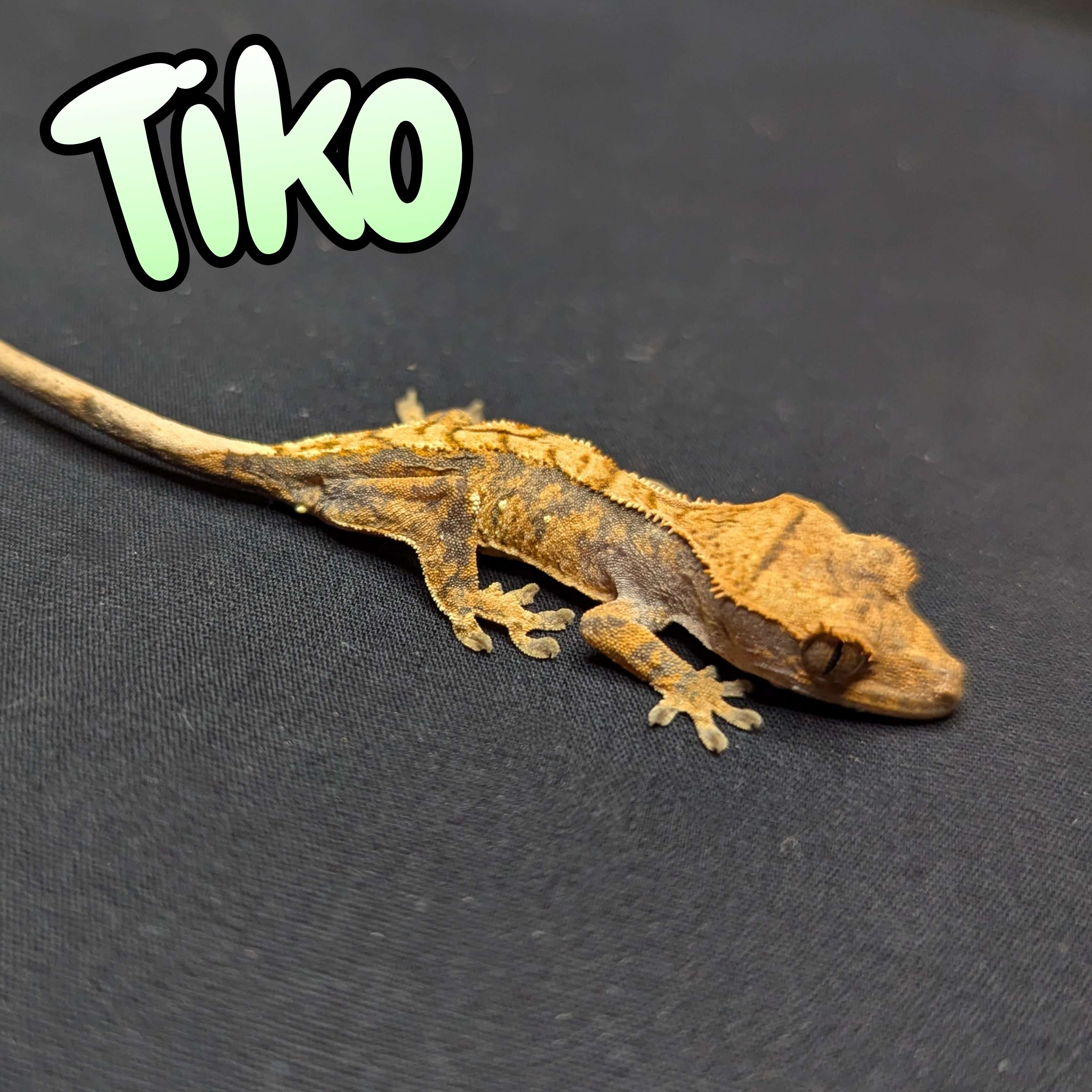 Crested Gecko for Sale, front view
