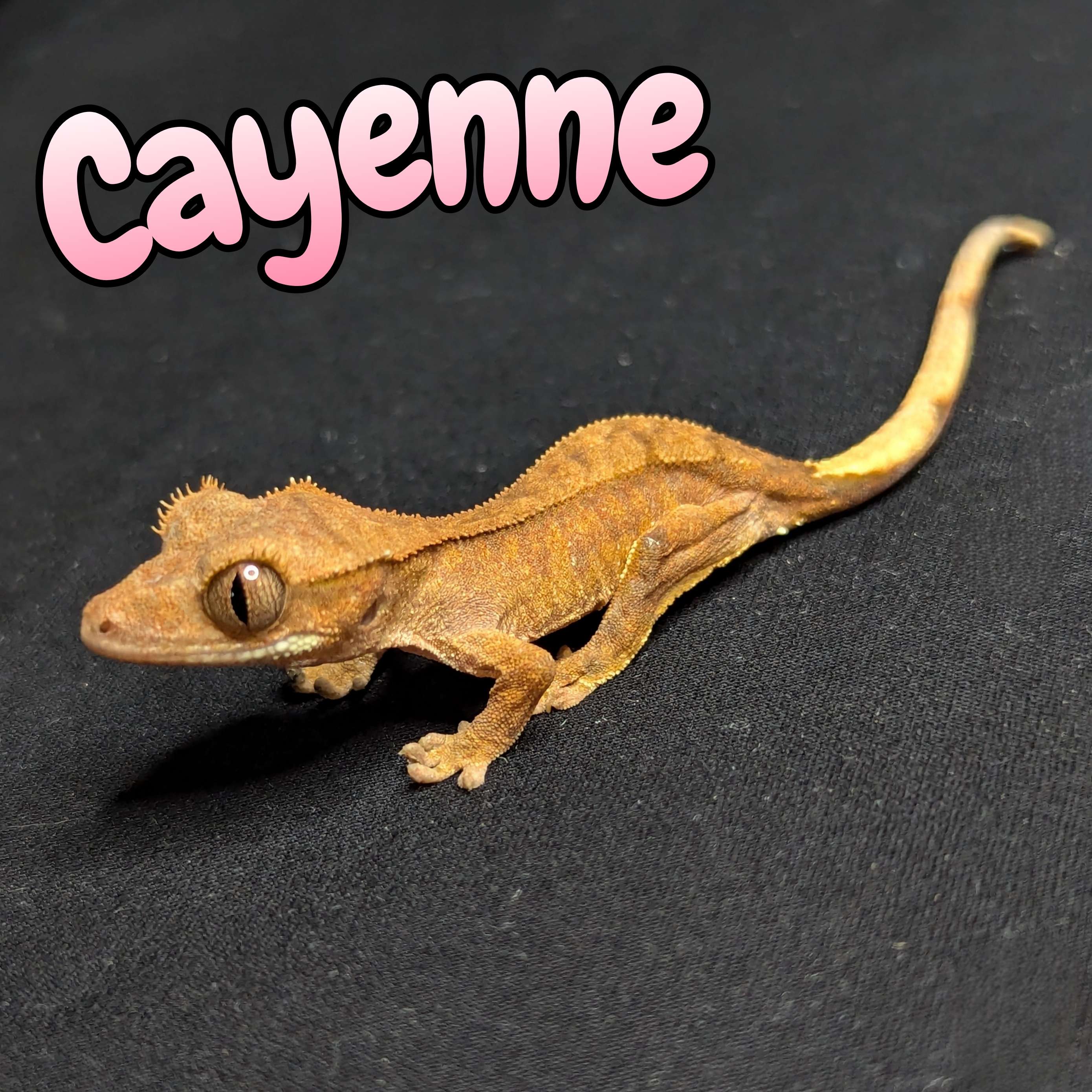 Crested Gecko for Sale, Front View