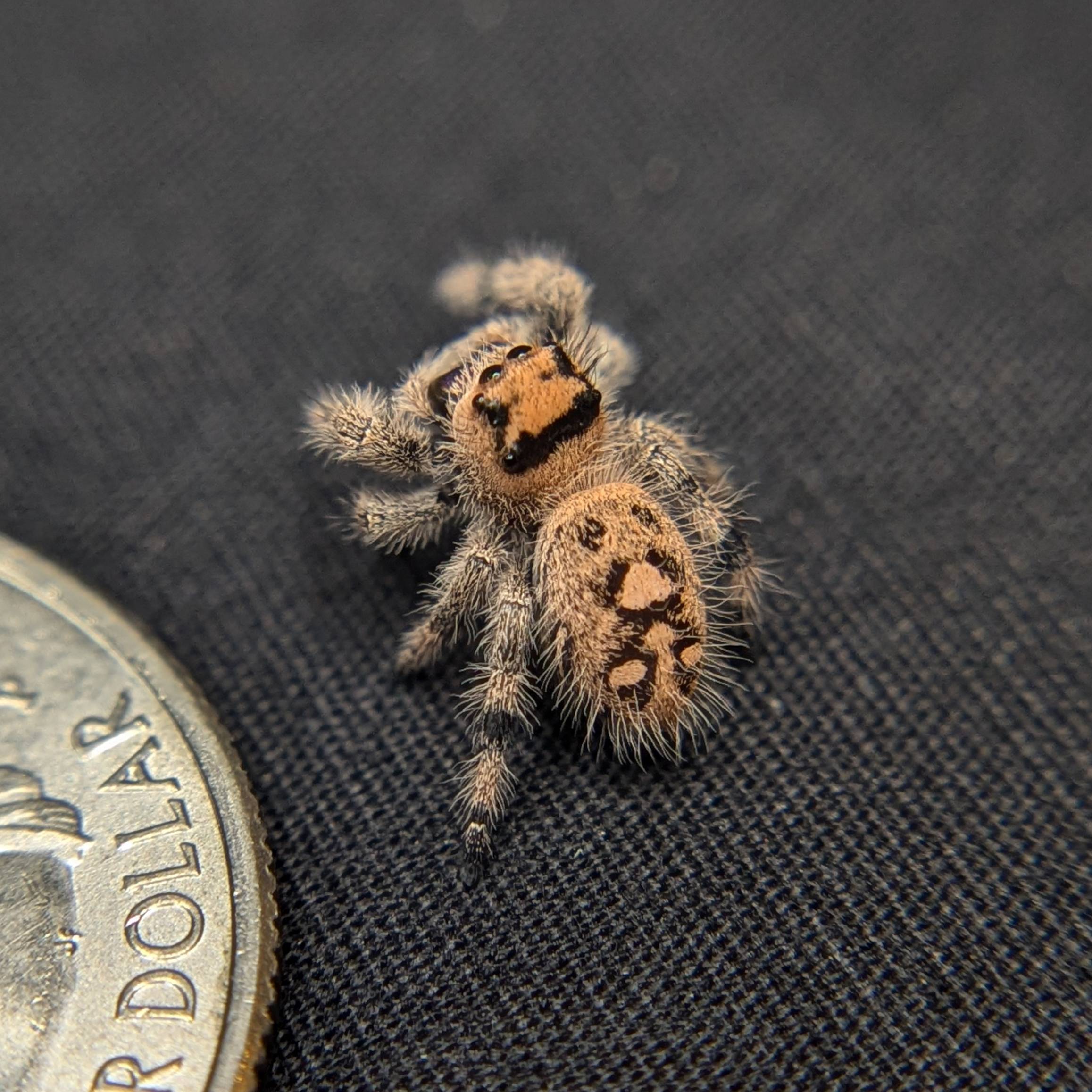 Regal Jumping Spider “Purple”