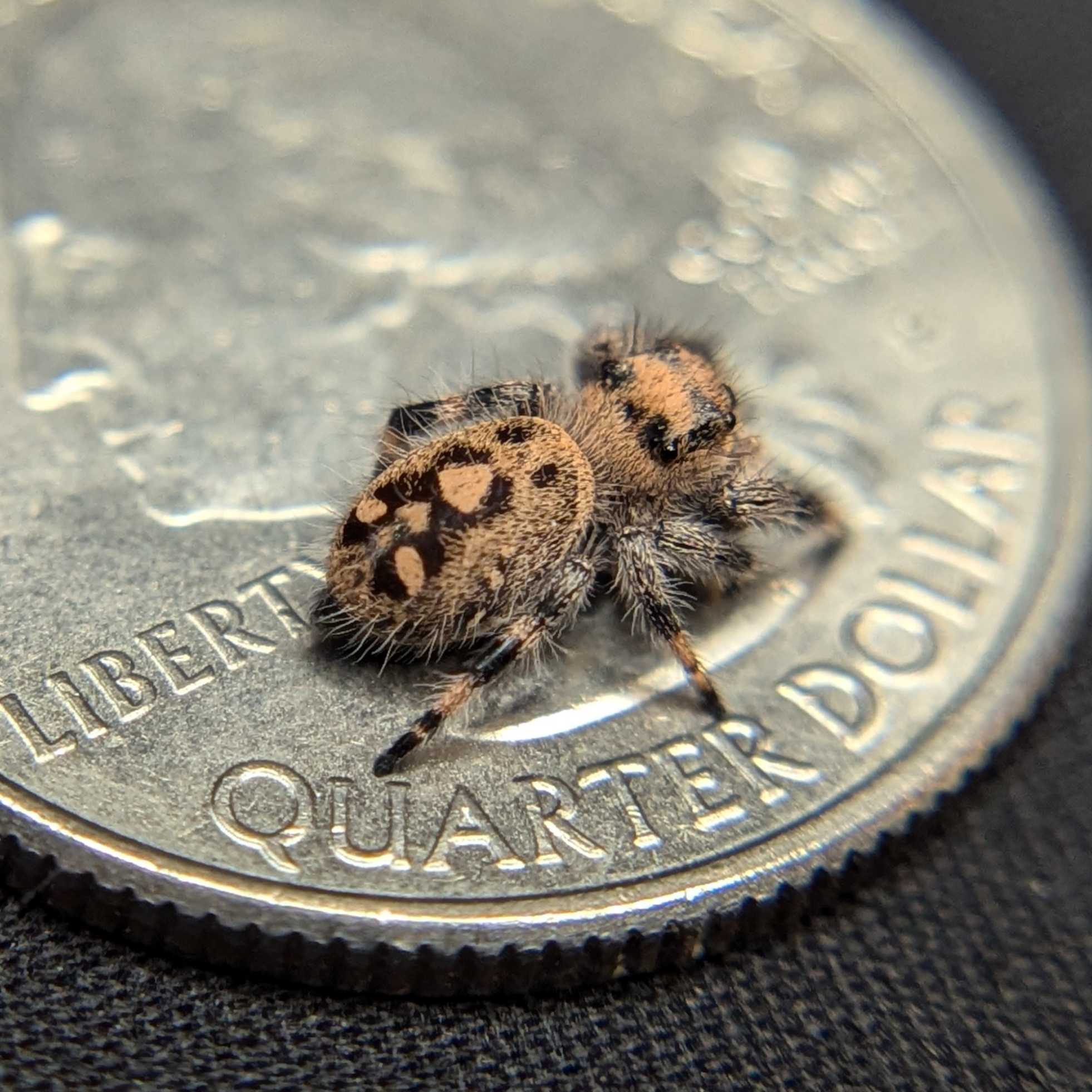 Jumping spider for sale, back view