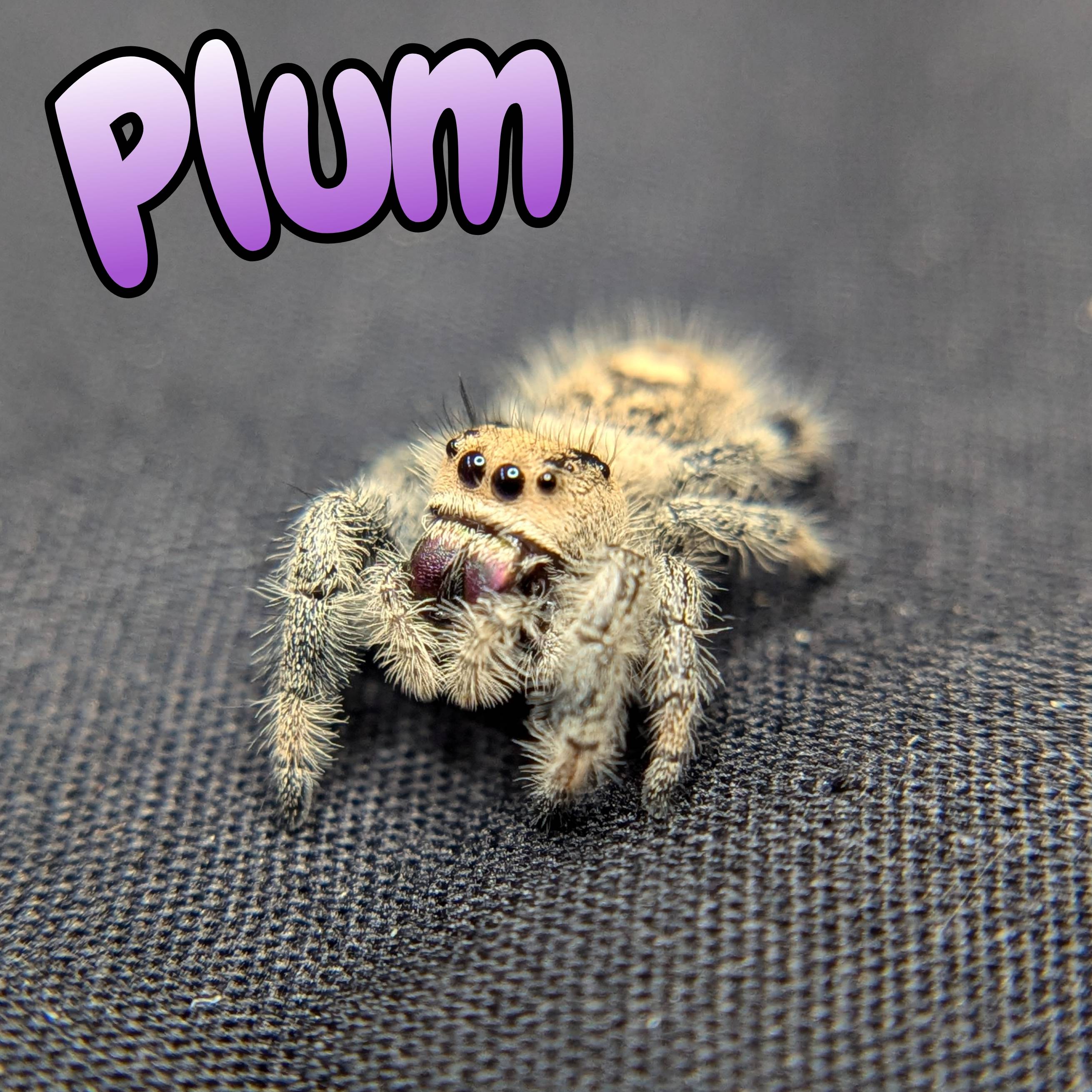 Jumping spider for sale, front view