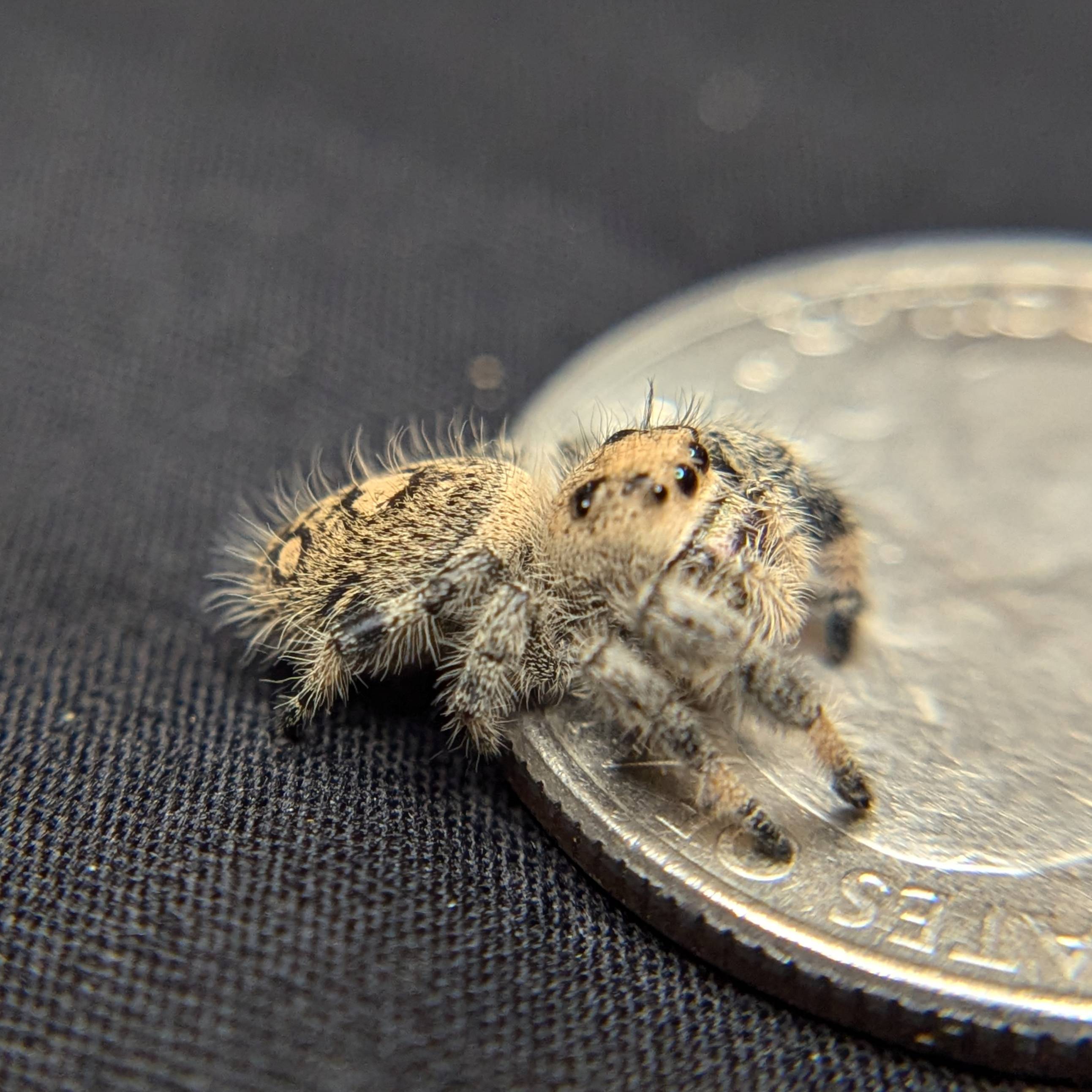 Jumping spider for sale, back view