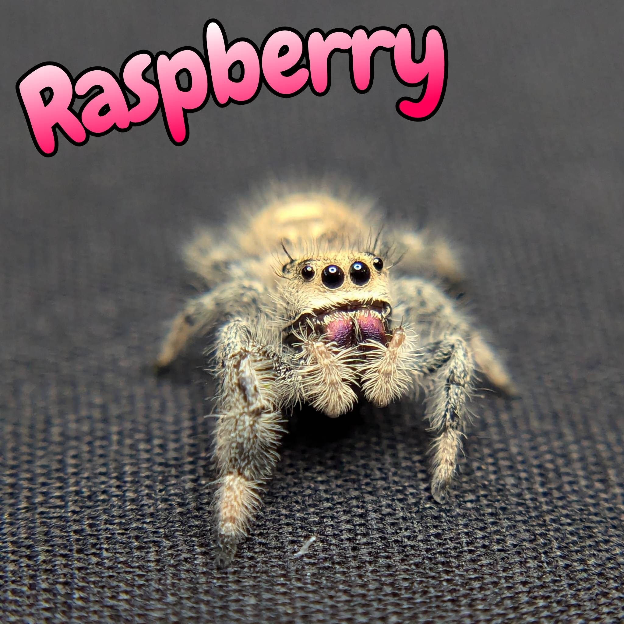 Jumping spider for sale, front view