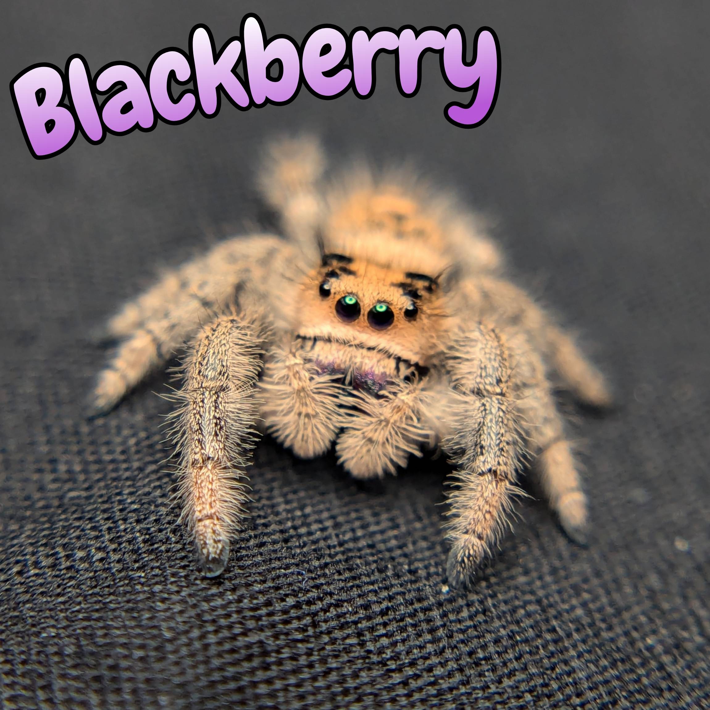 Jumping Spider for sale, front view