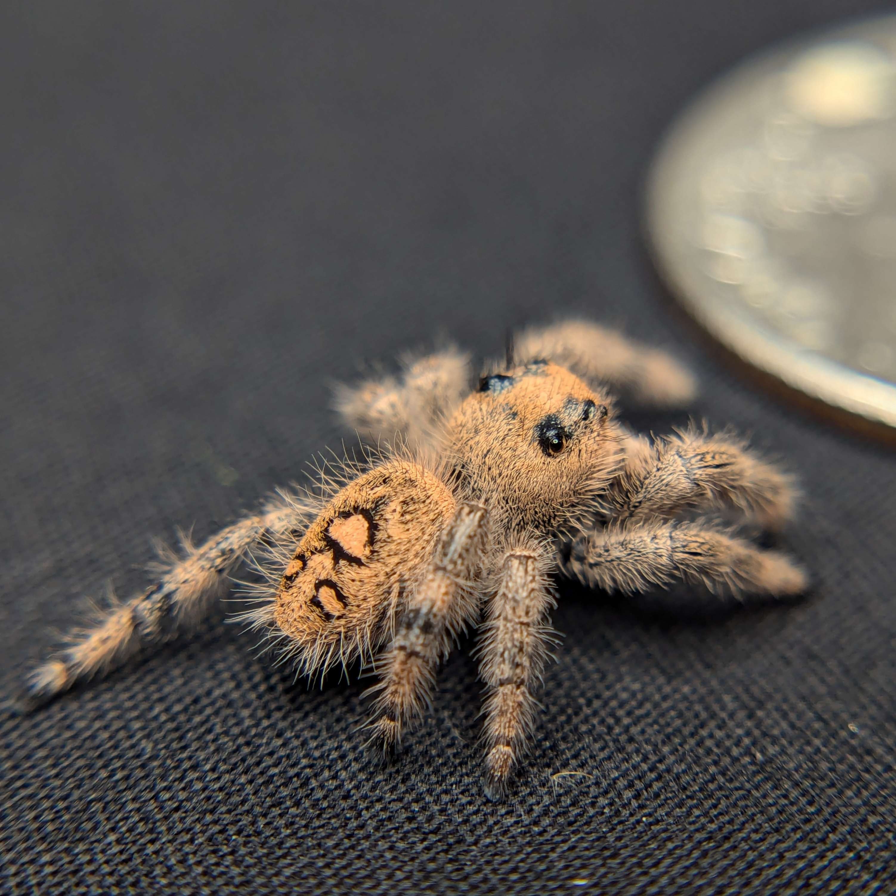 Jumping Spider for sale, back view