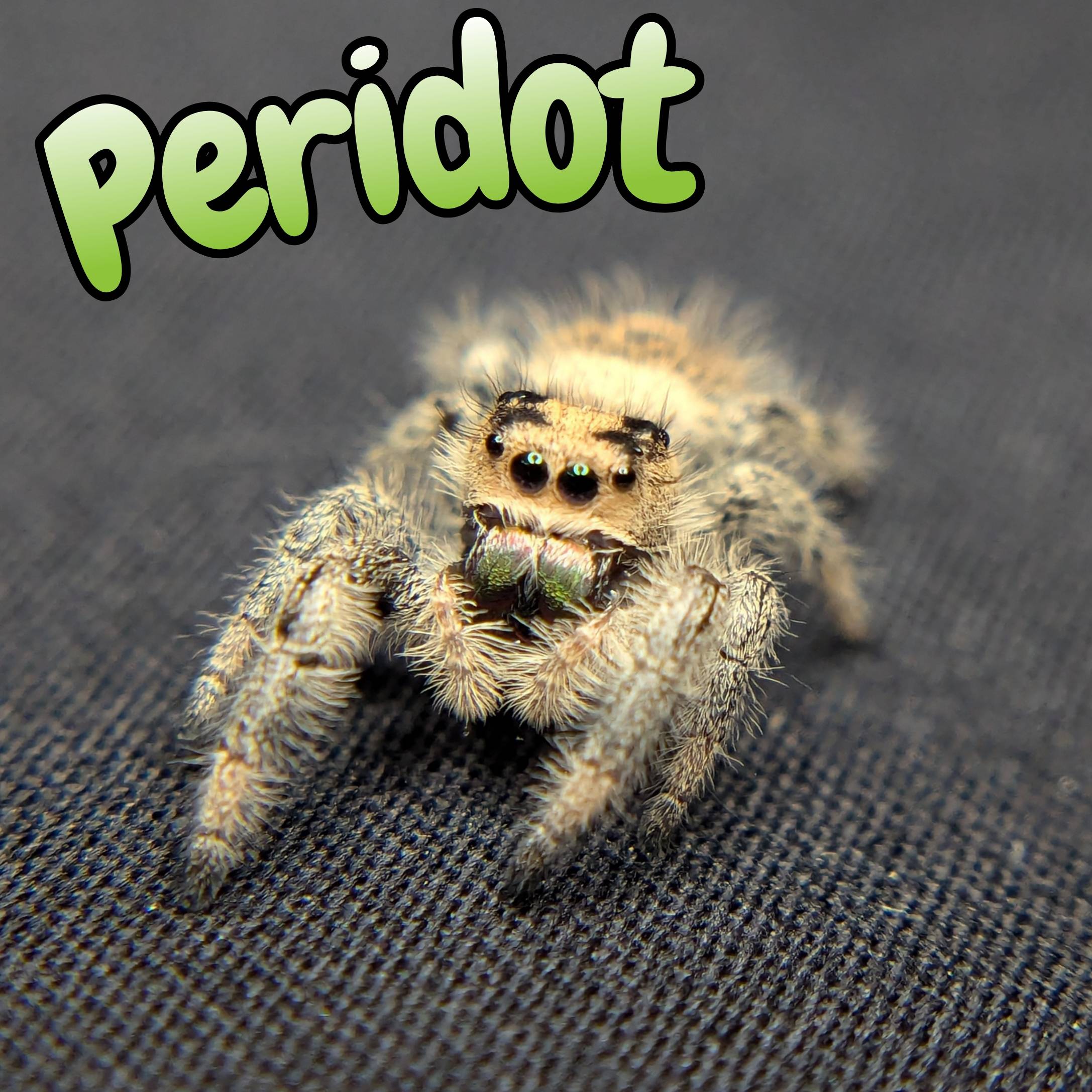 Jumping spider for sale, peridot