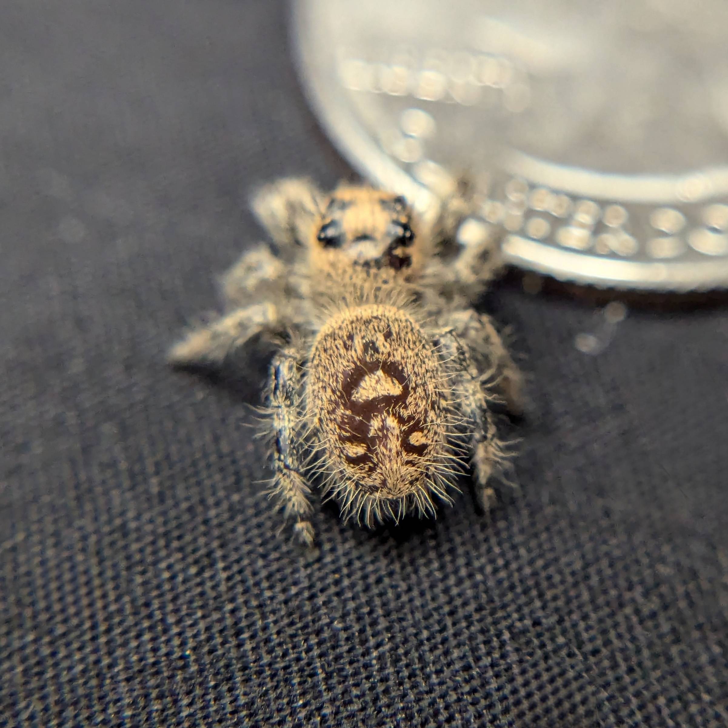 Regal Jumping Spider “Peridot”
