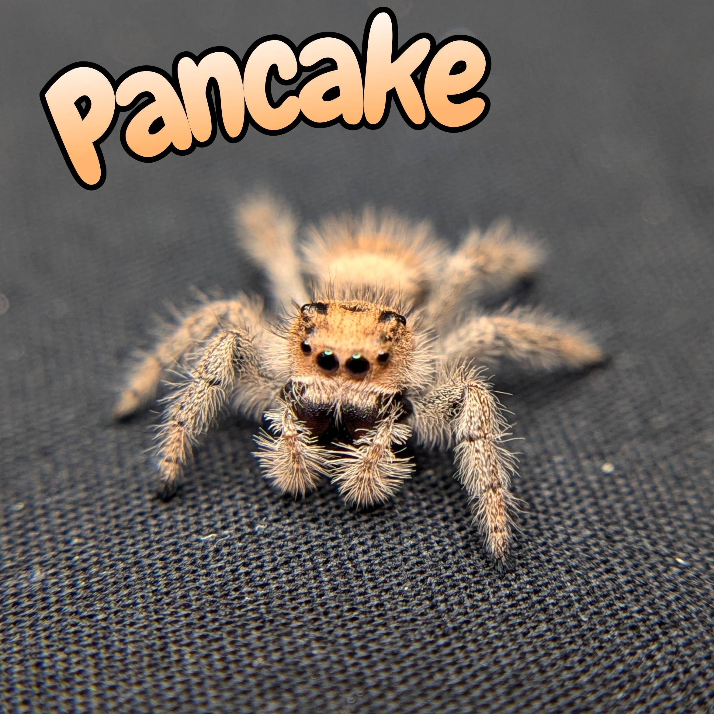 jumping spider for sale pancake