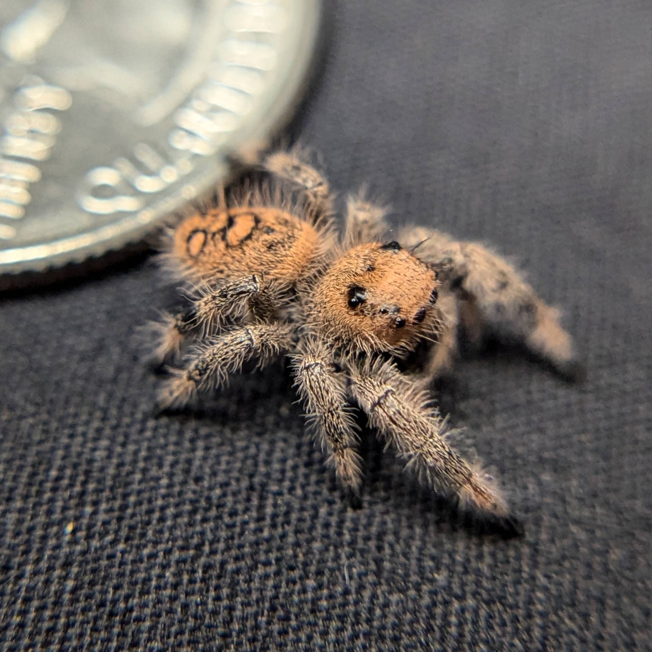 Regal Jumping Spider "Waffle"