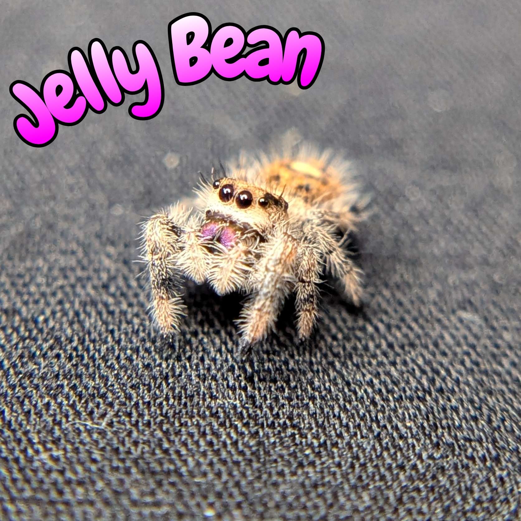 Regal Jumping Spider "Jelly Bean"