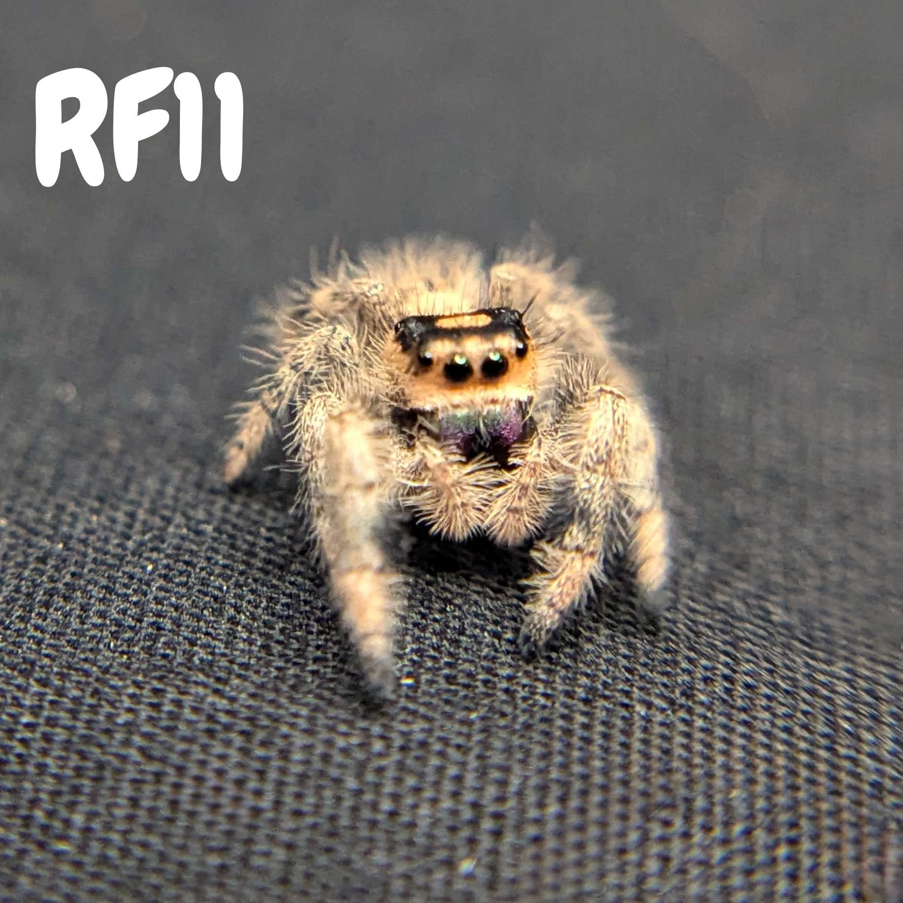 Female Regal Jumping Spider Sloane - SKU Code