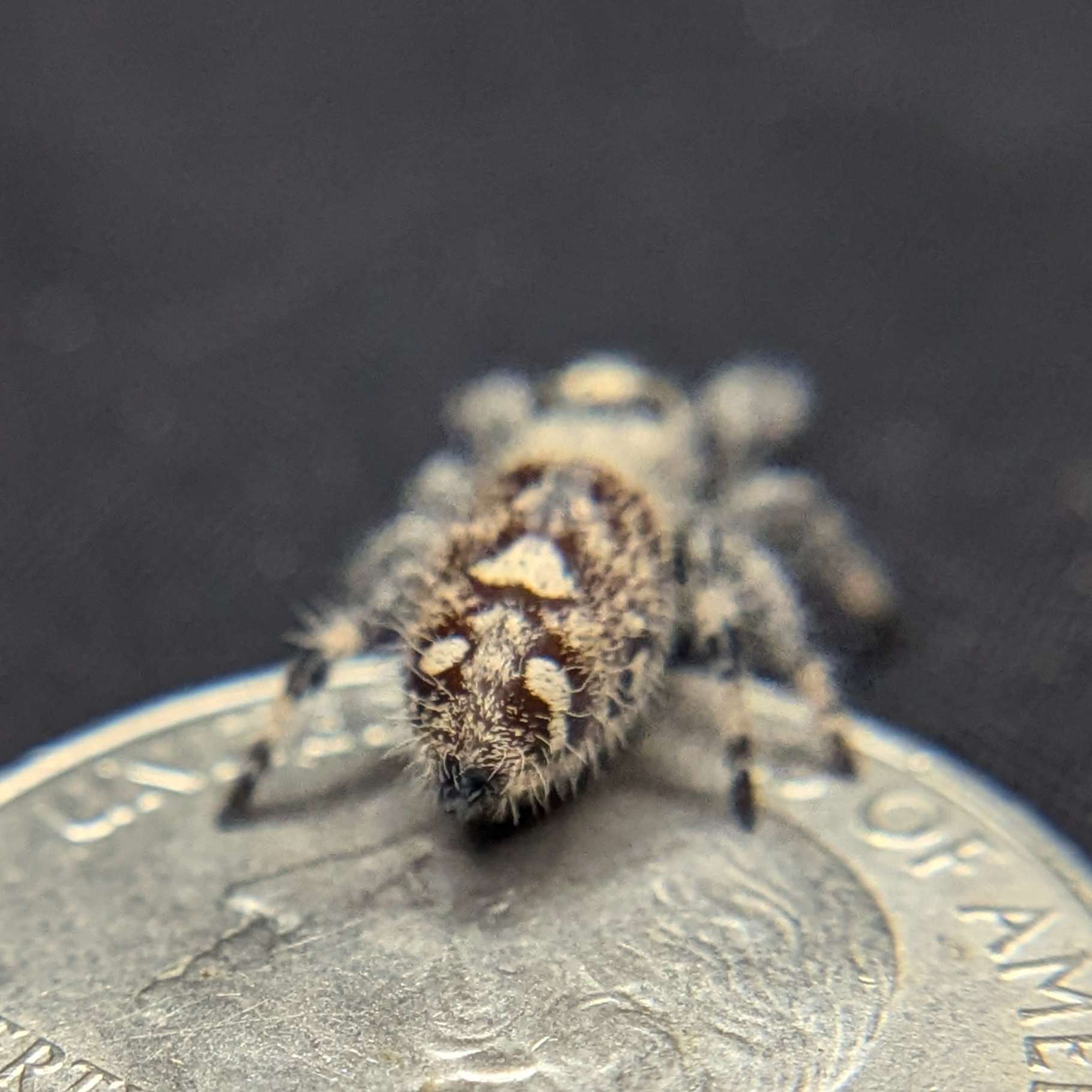 Jumping Spider for sale, back view, Pumpkin