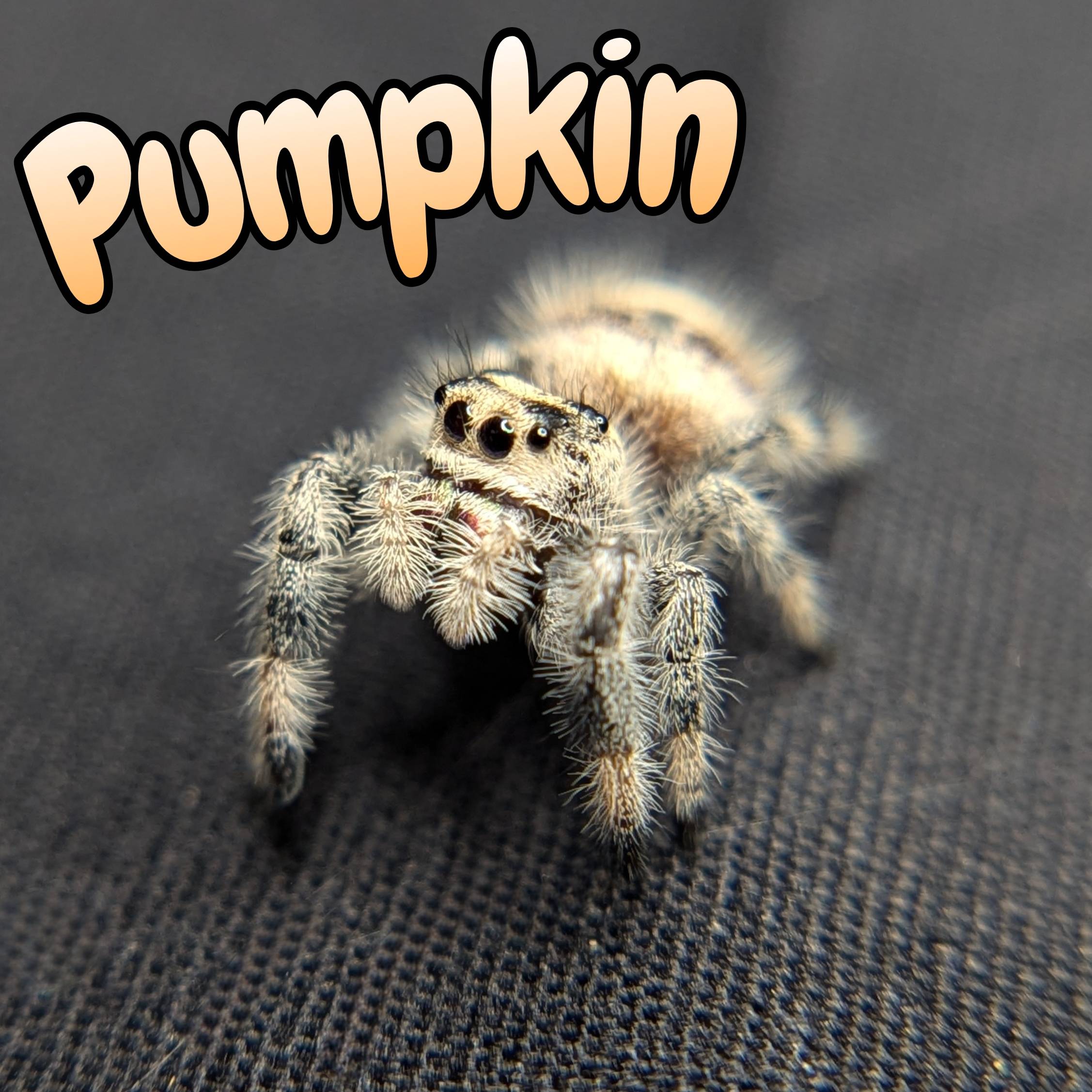 Jumping Spider for sale, front view, Pumpkin