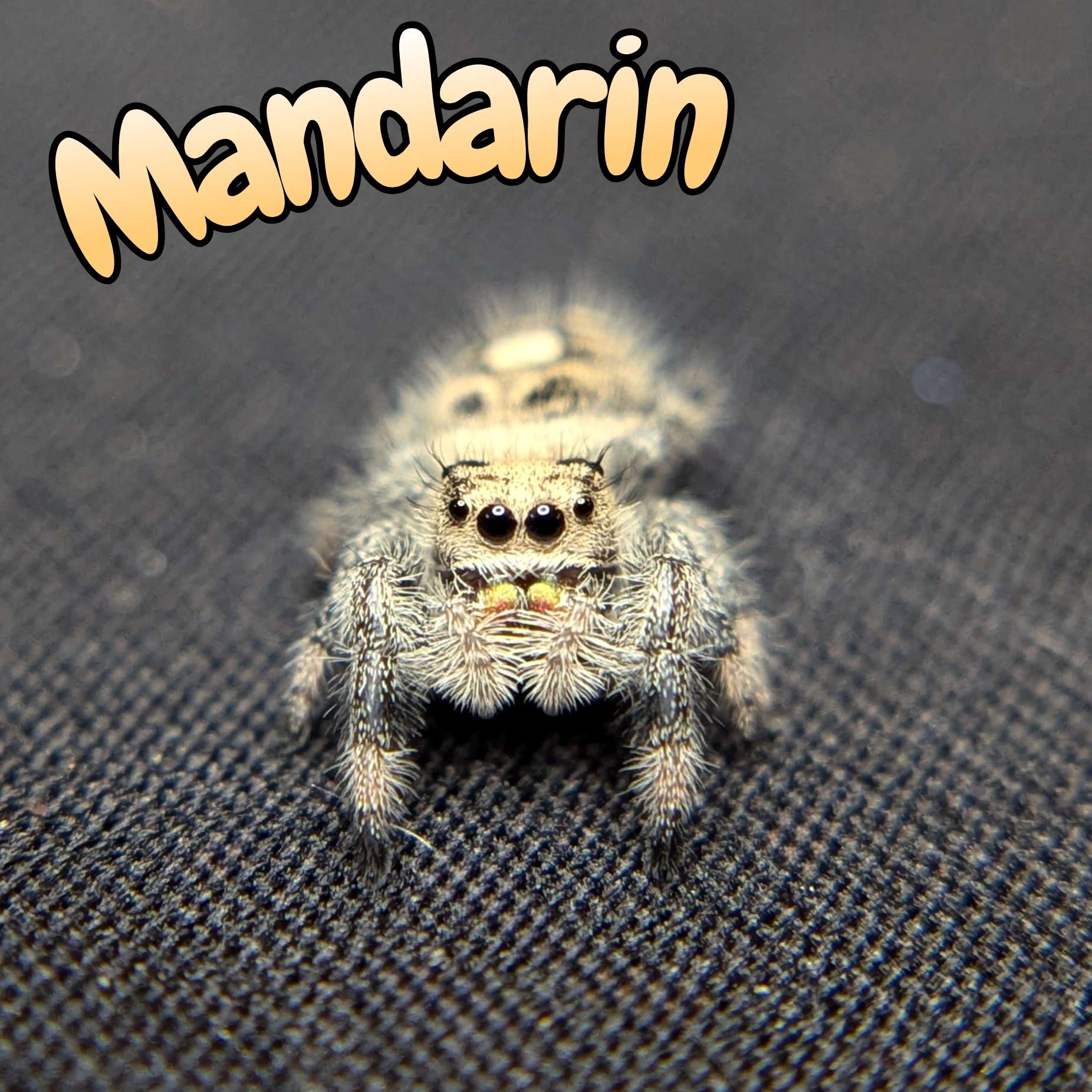 Jumping spider for sale, front view, Mandarin
