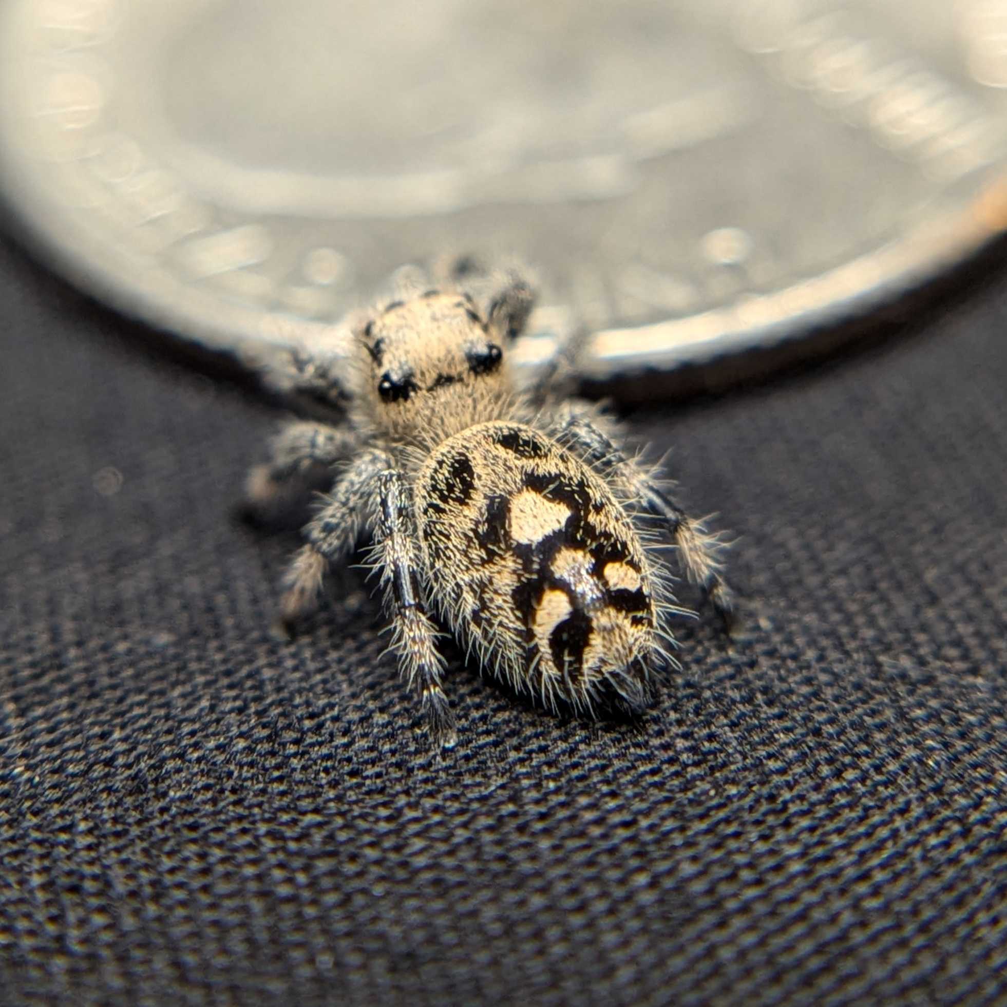 Jumping spider for sale, back view, Mandarin