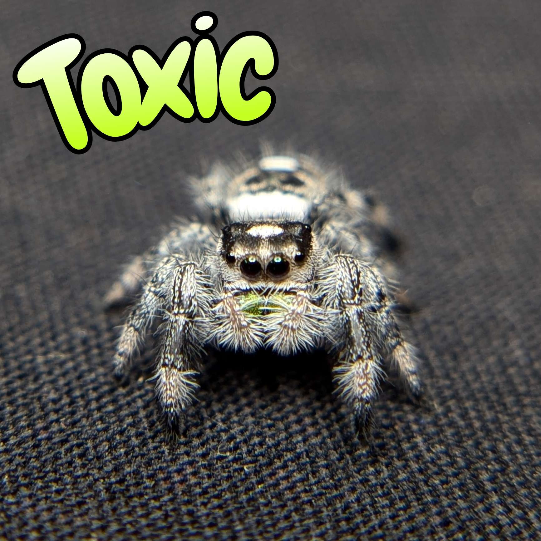 Jumping spider for sale, toxic, front view