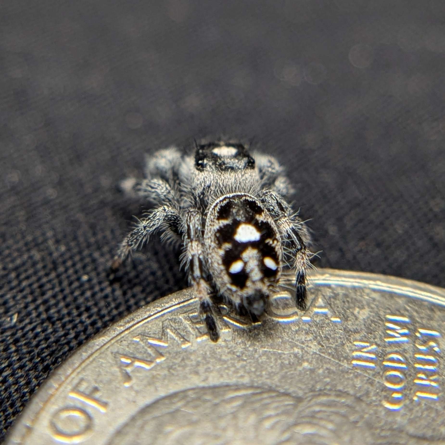Jumping spider for sale, toxic, Back view