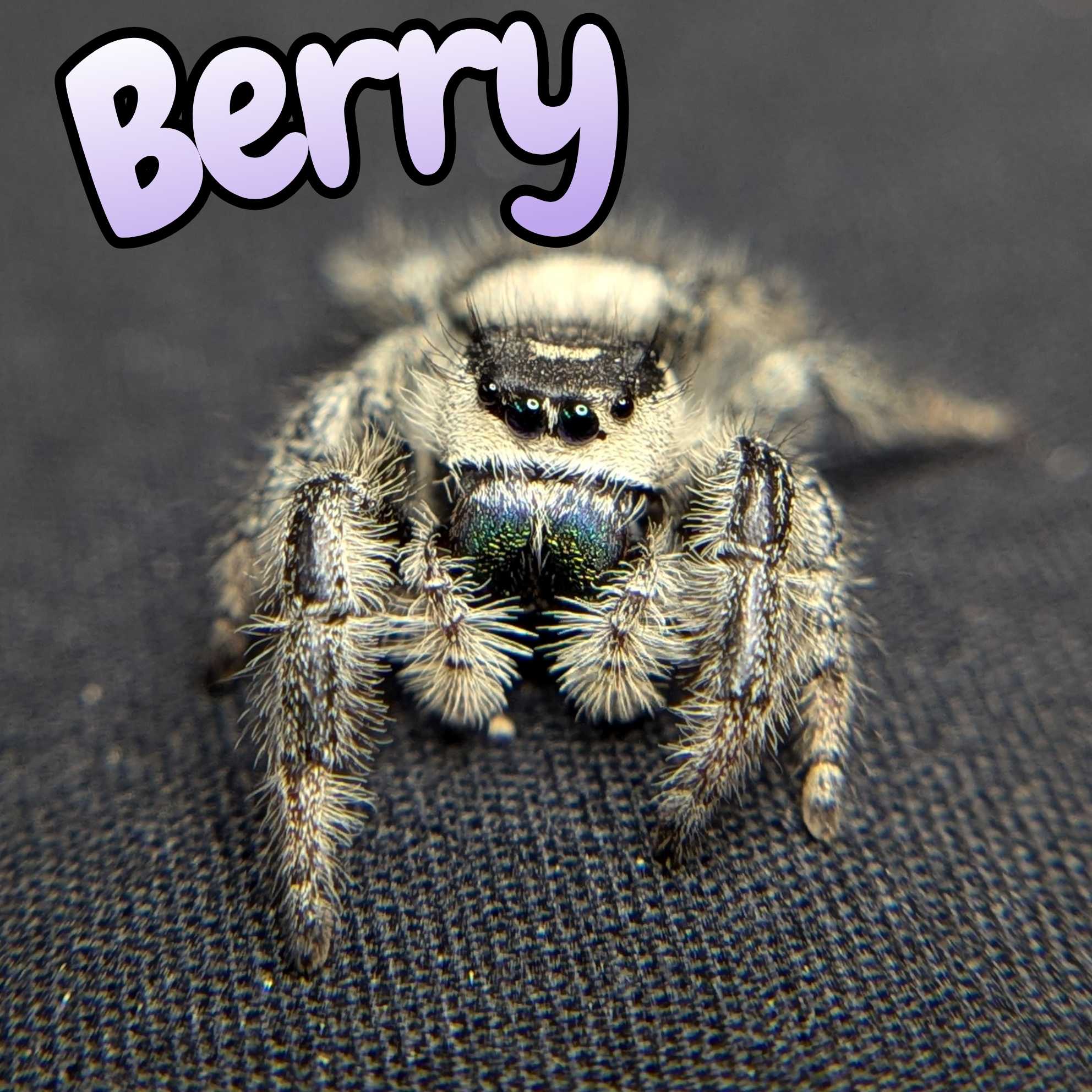 Jumping spider for sale, berry, front view