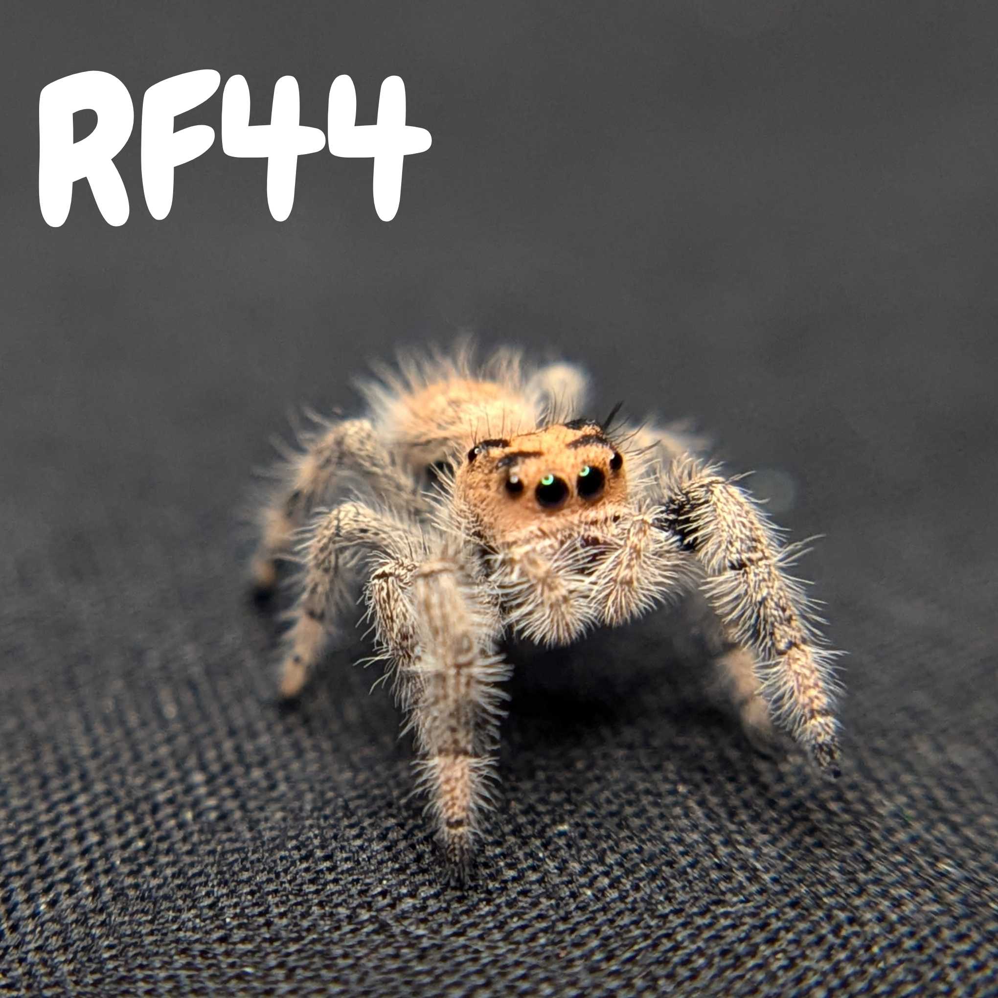 Female Regal Jumping Spider Pecan - SKU CODE