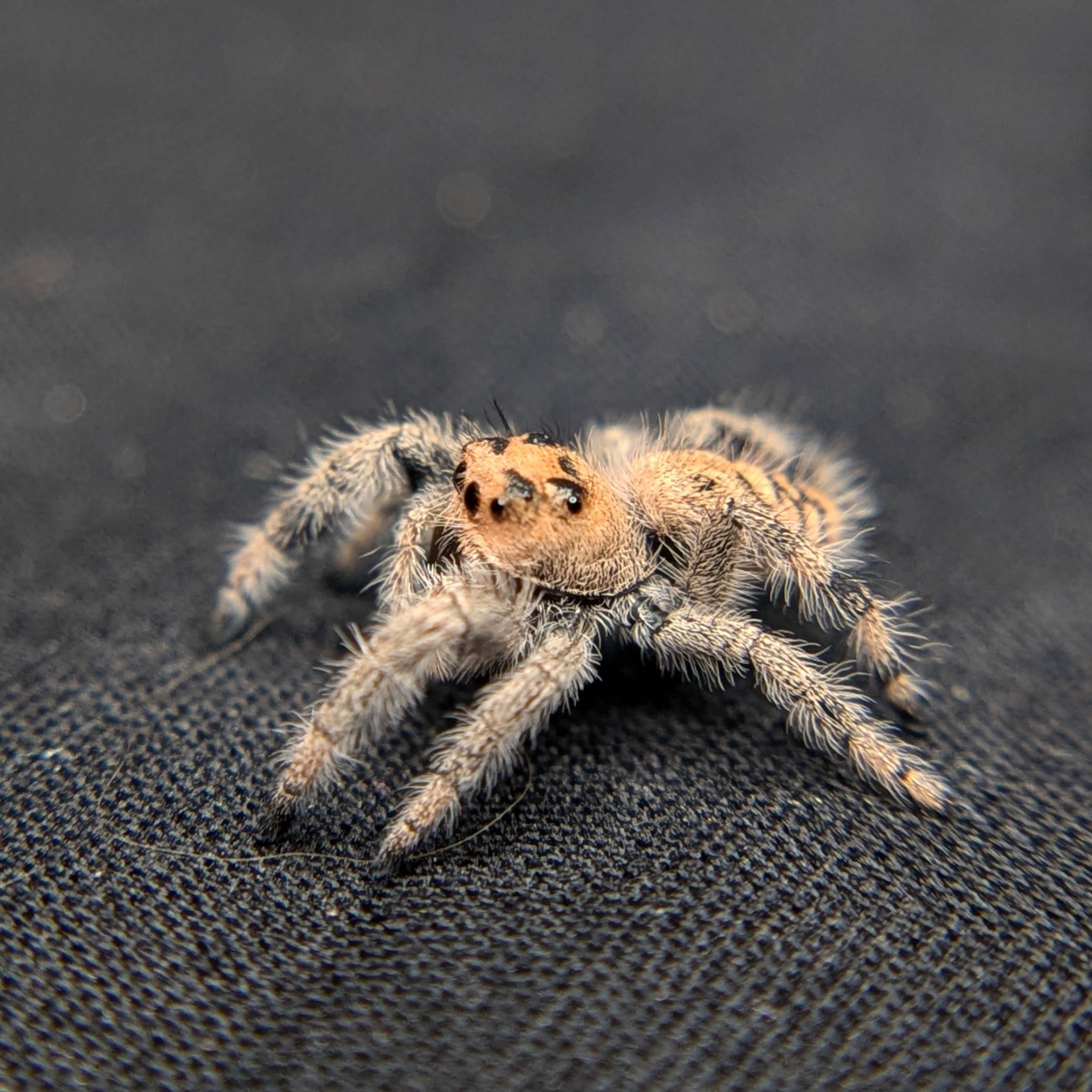Female Regal Jumping Spider Pecan - Side View