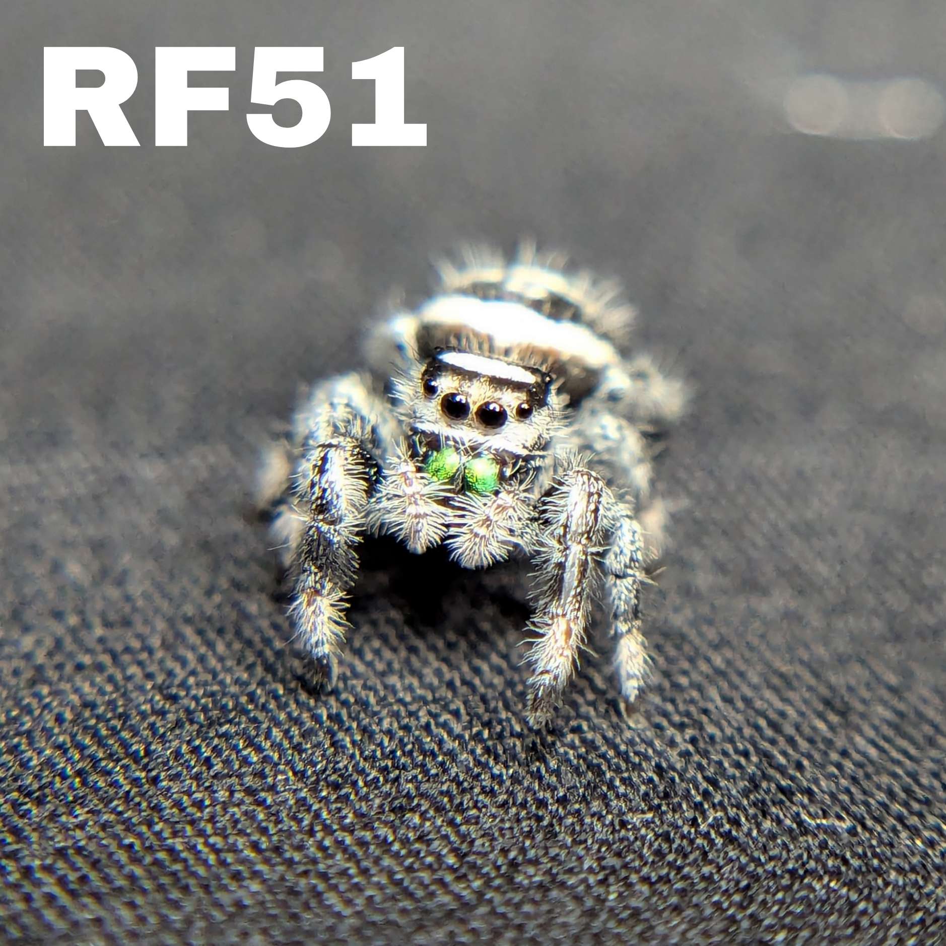 Female Regal Jumping Spider Joker - SKU CODE
