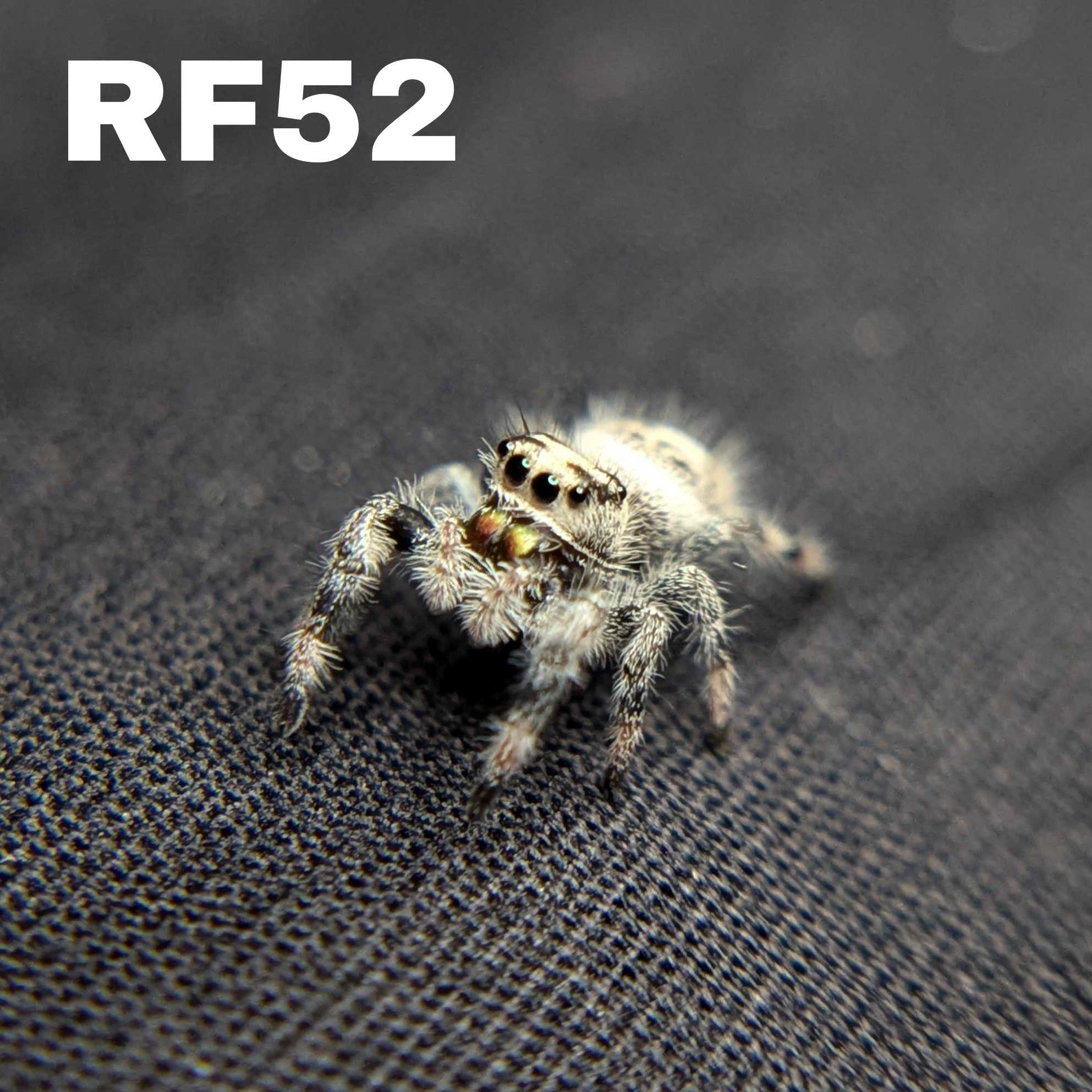 Female Regal Jumping Spider Chococream - SKU CODE