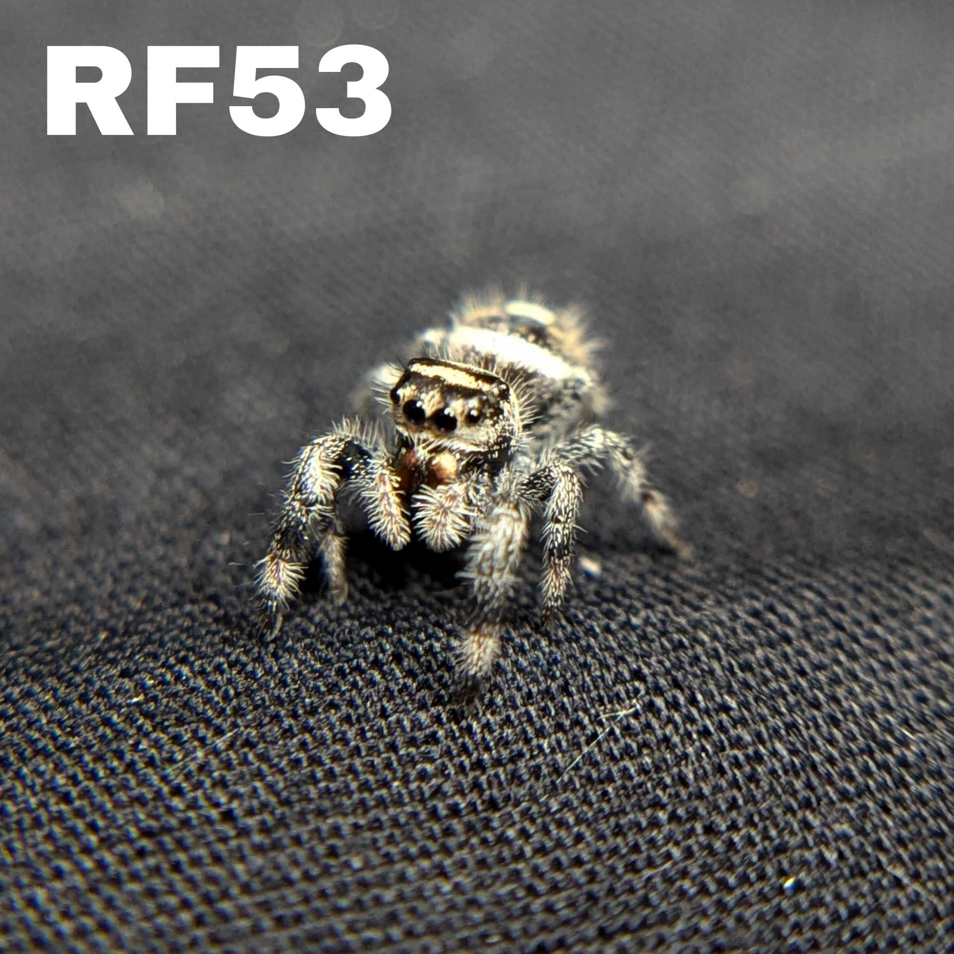 Female Regal Jumping Spider Zebra - SKU CODE