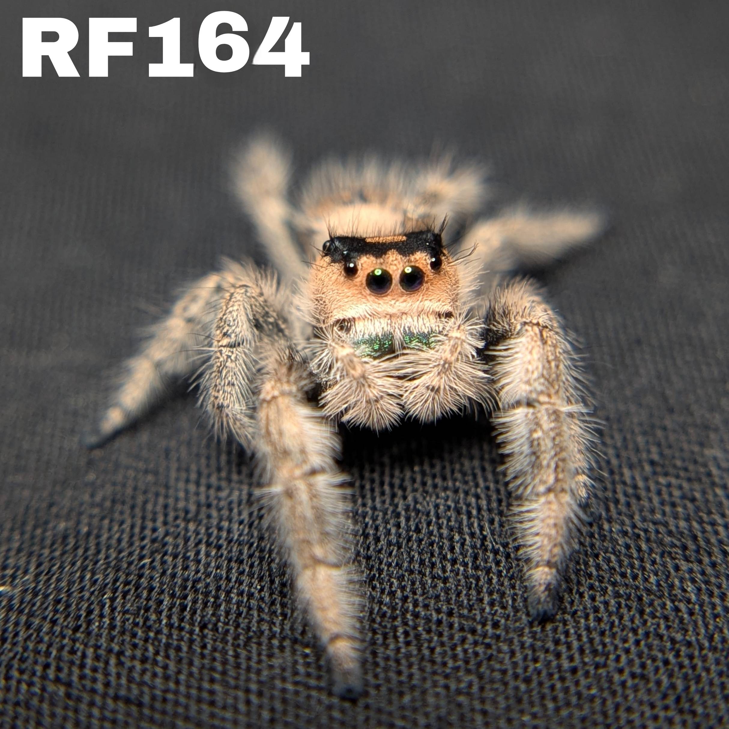 Female Regal Jumping Spider Crystal - SKU CODE