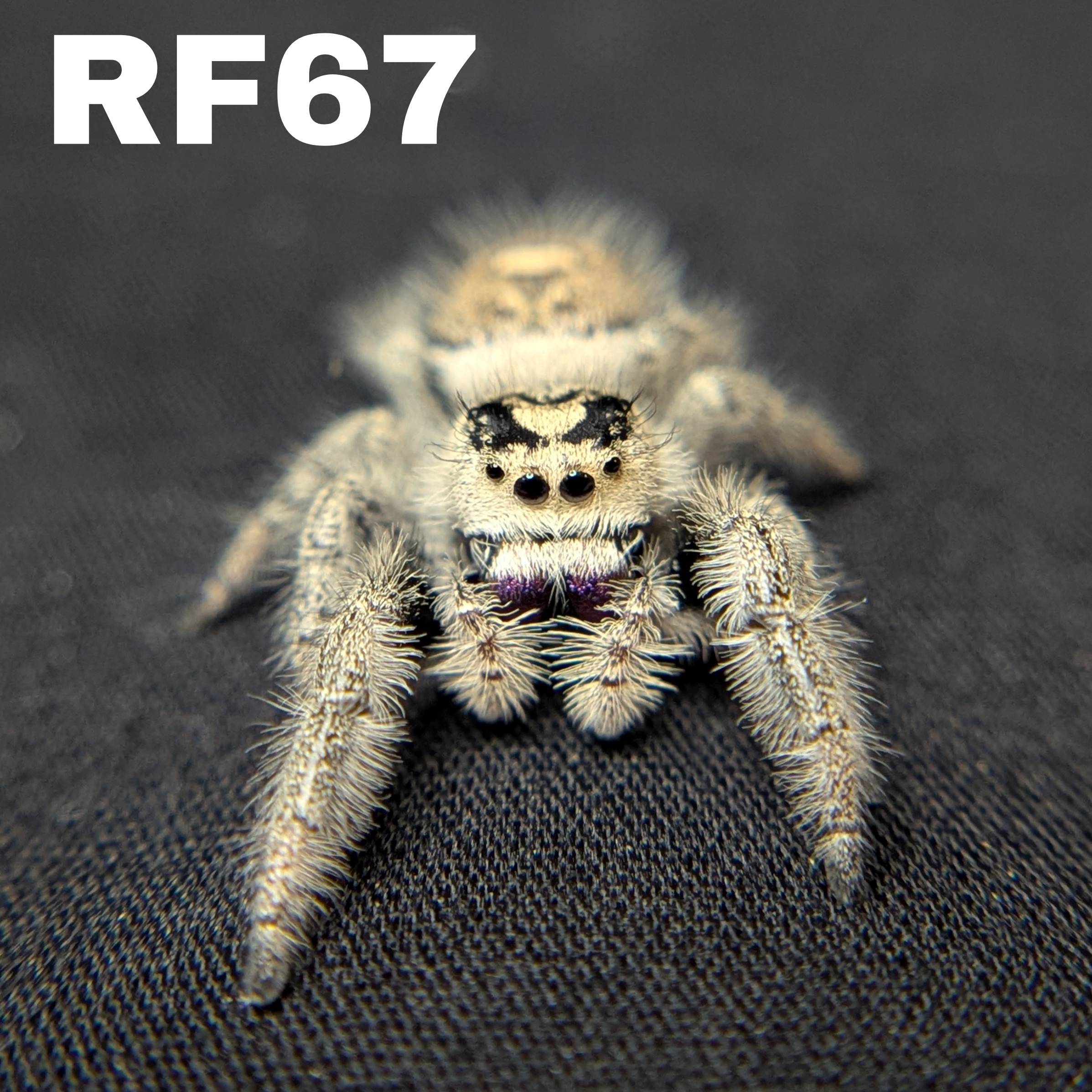 Female Regal Jumping Spider Violet - SKU CODE