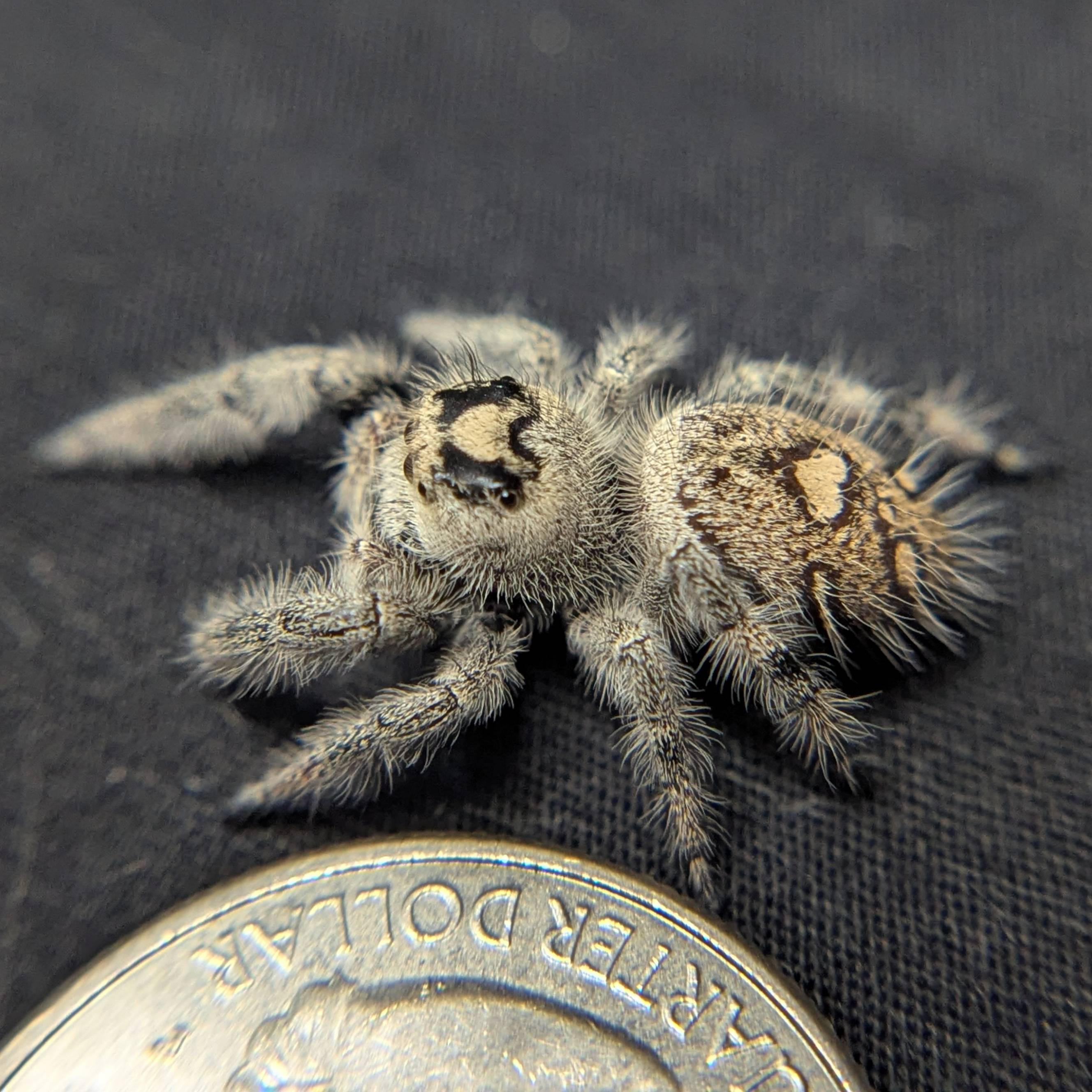 Female Regal Jumping Spider Violet - Side View