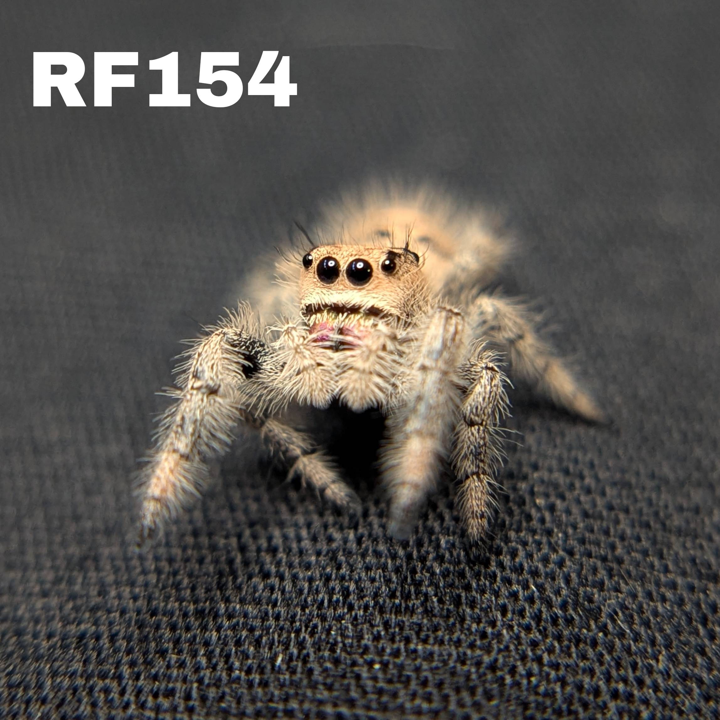 Female Regal Jumping Spider Jasmine - SKU CODE