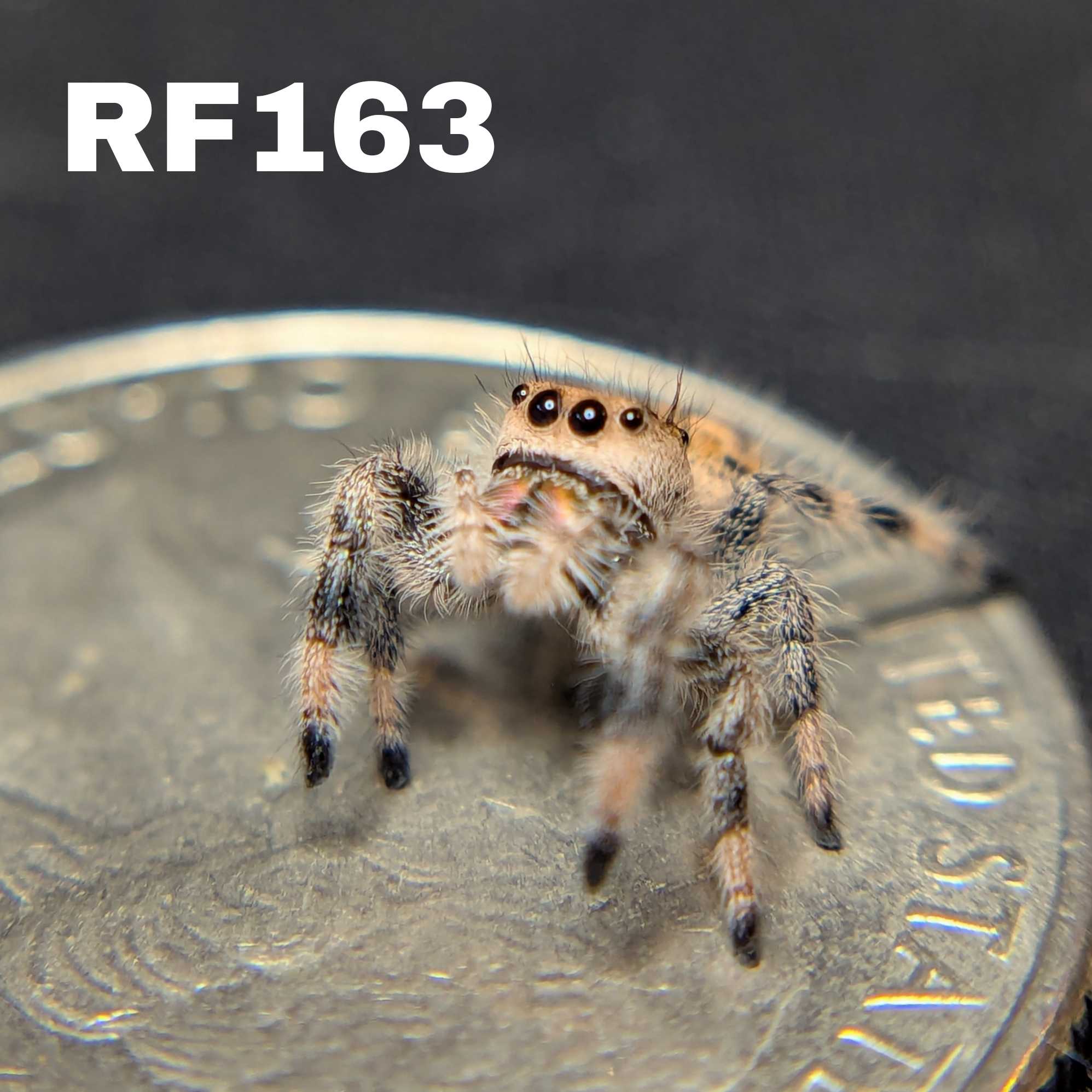 Female Regal Jumping Spider Shimmer - SKU CODE
